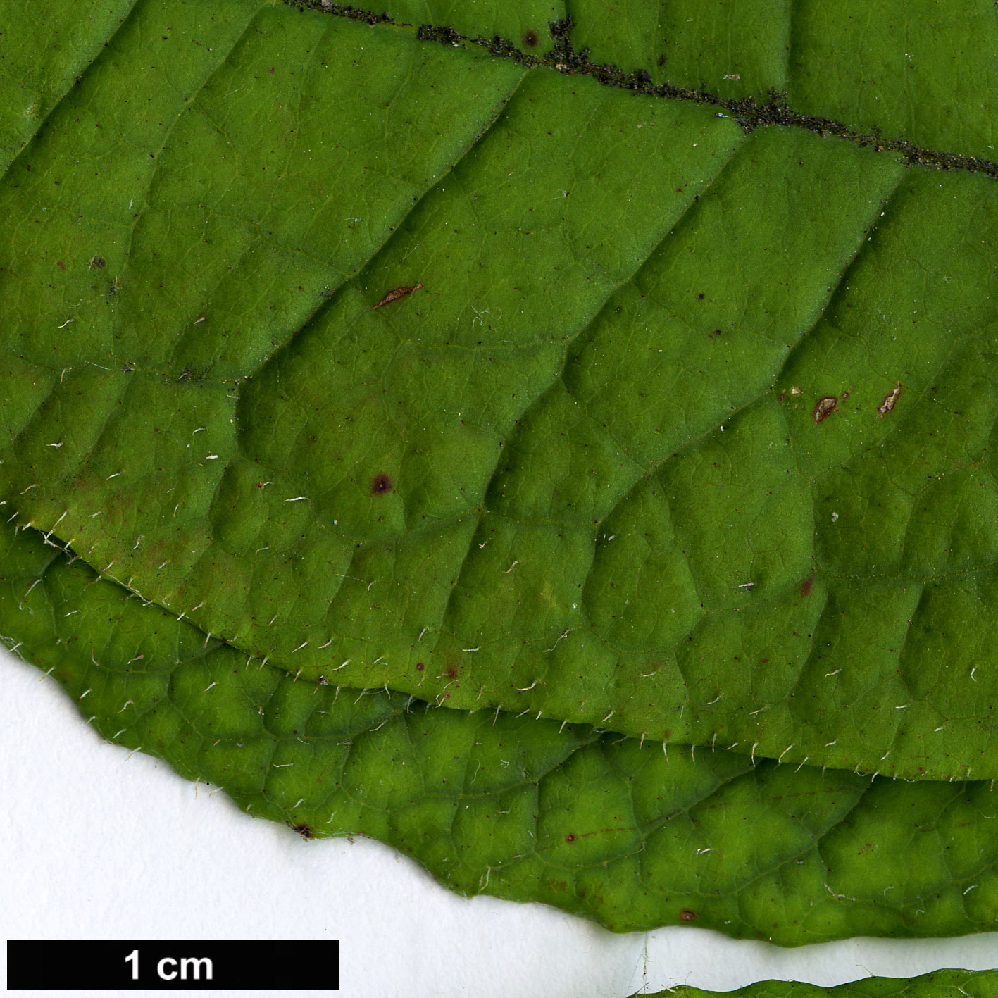 High resolution image: Family: Ericaceae - Genus: Rhododendron - Taxon: vaseyi