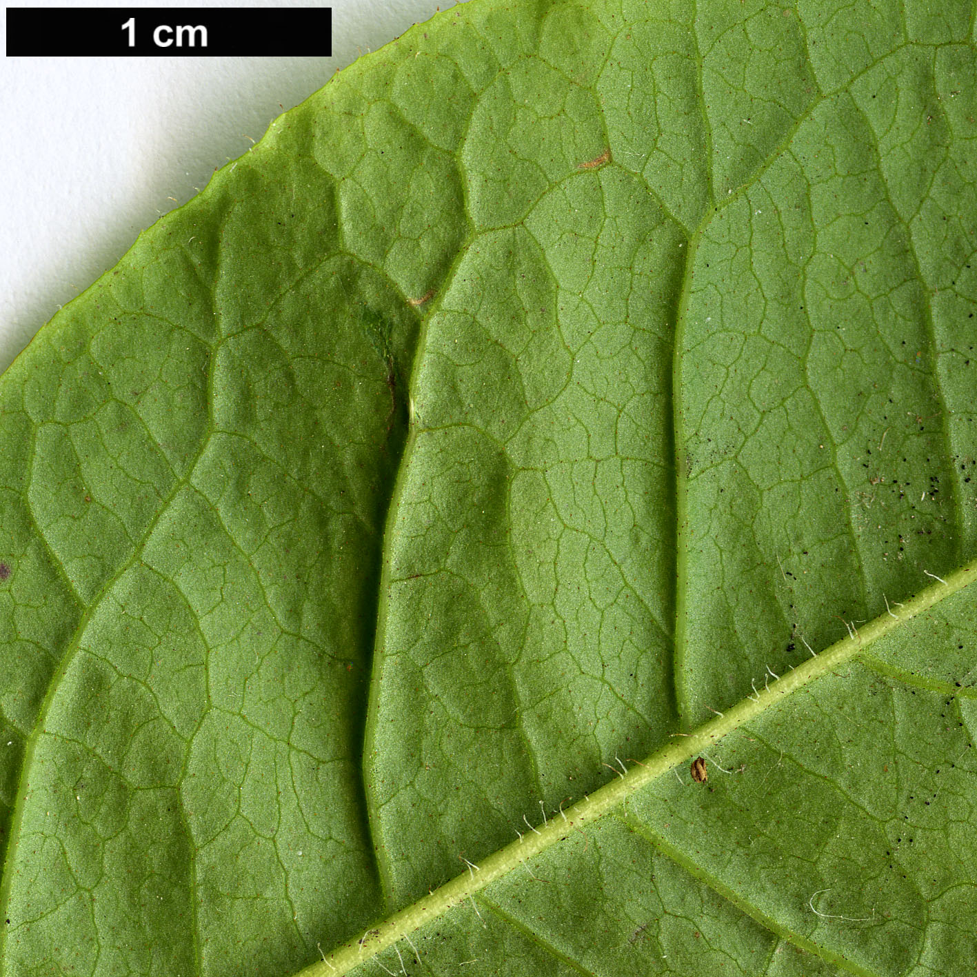 High resolution image: Family: Ericaceae - Genus: Rhododendron - Taxon: vaseyi