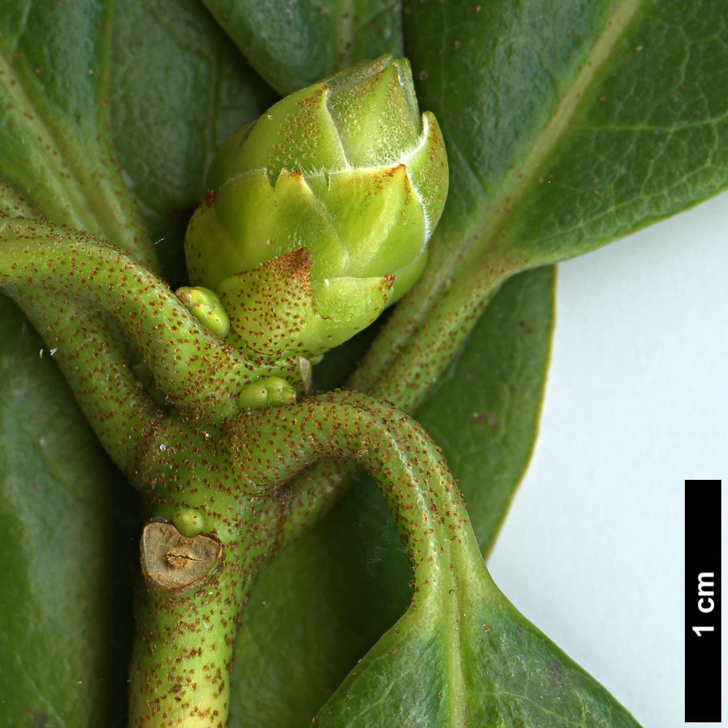 High resolution image: Family: Ericaceae - Genus: Rhododendron - Taxon: veitchianum