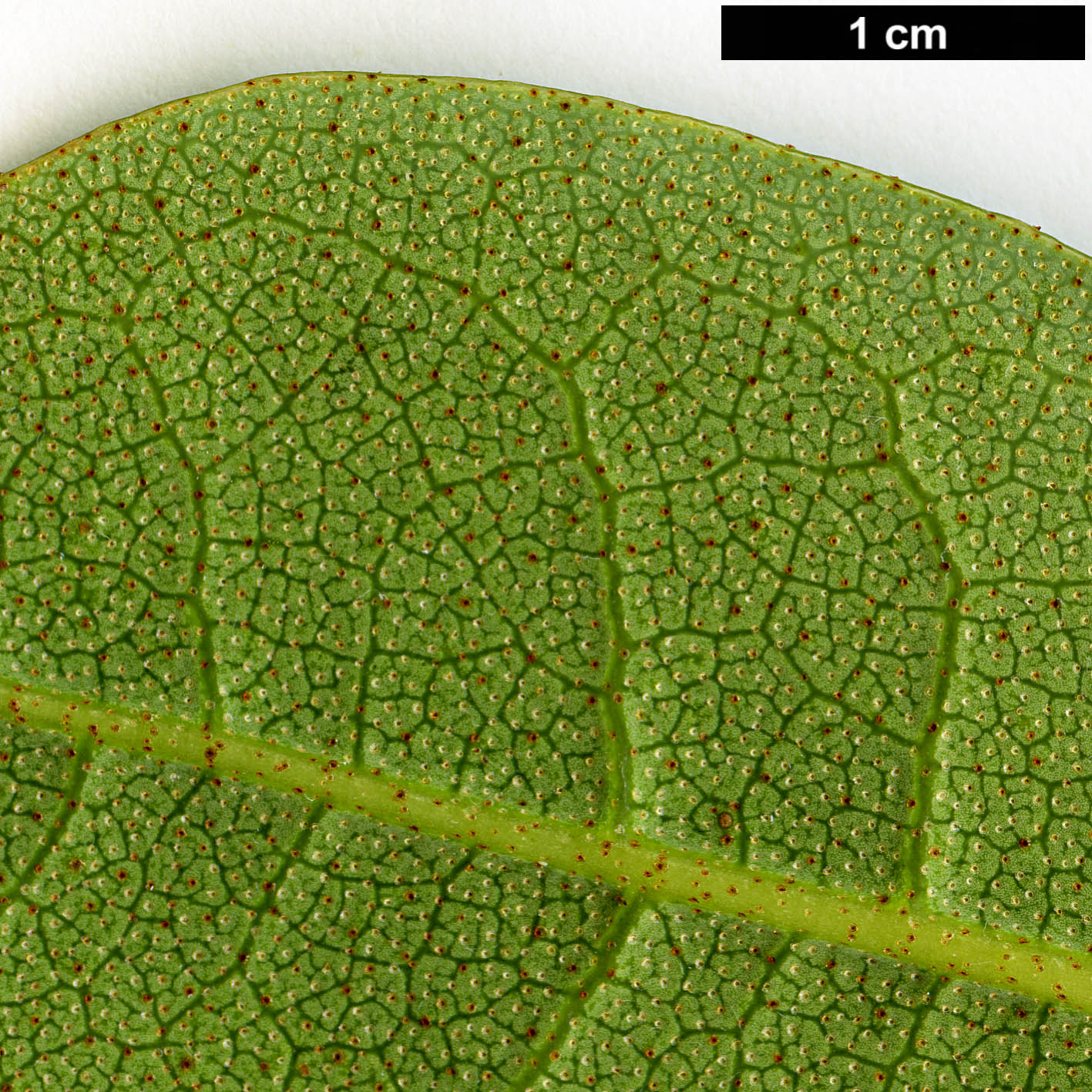 High resolution image: Family: Ericaceae - Genus: Rhododendron - Taxon: veitchianum