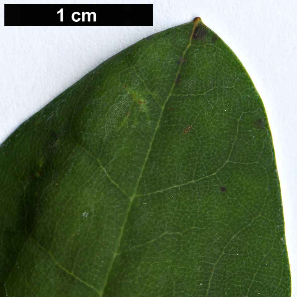 High resolution image: Family: Ericaceae - Genus: Rhododendron - Taxon: vernicosum