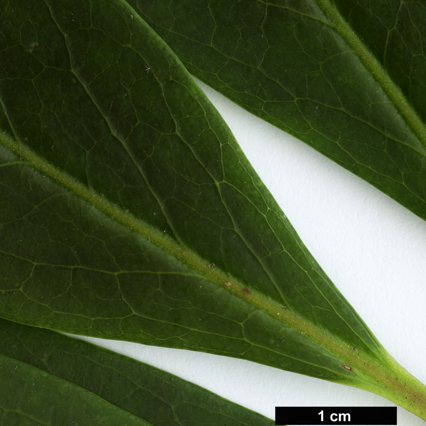 High resolution image: Family: Ericaceae - Genus: Rhododendron - Taxon: viallii