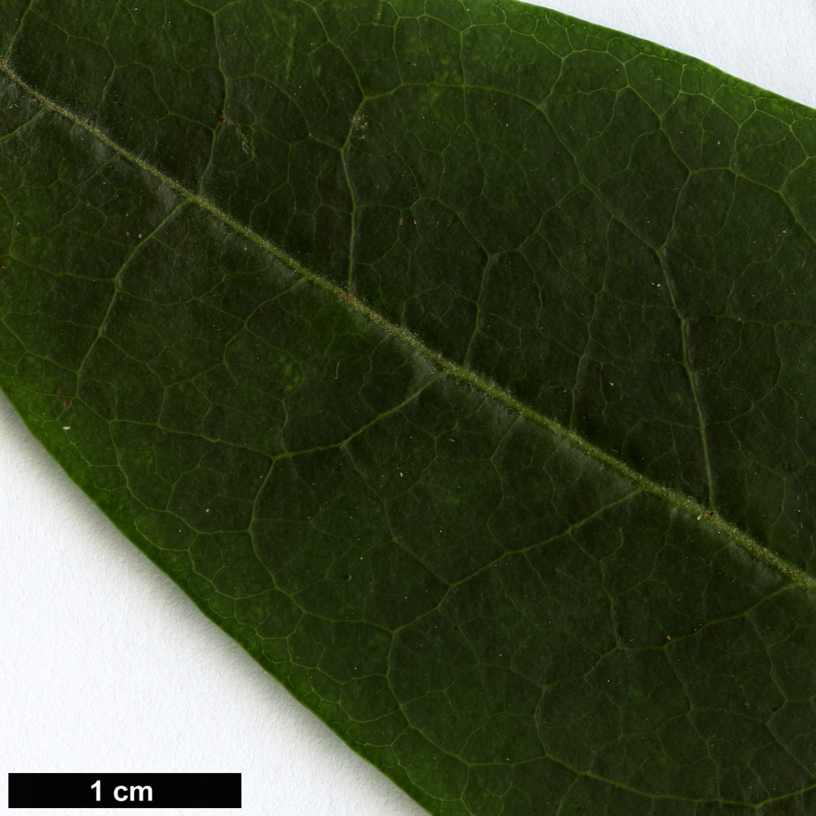 High resolution image: Family: Ericaceae - Genus: Rhododendron - Taxon: viallii