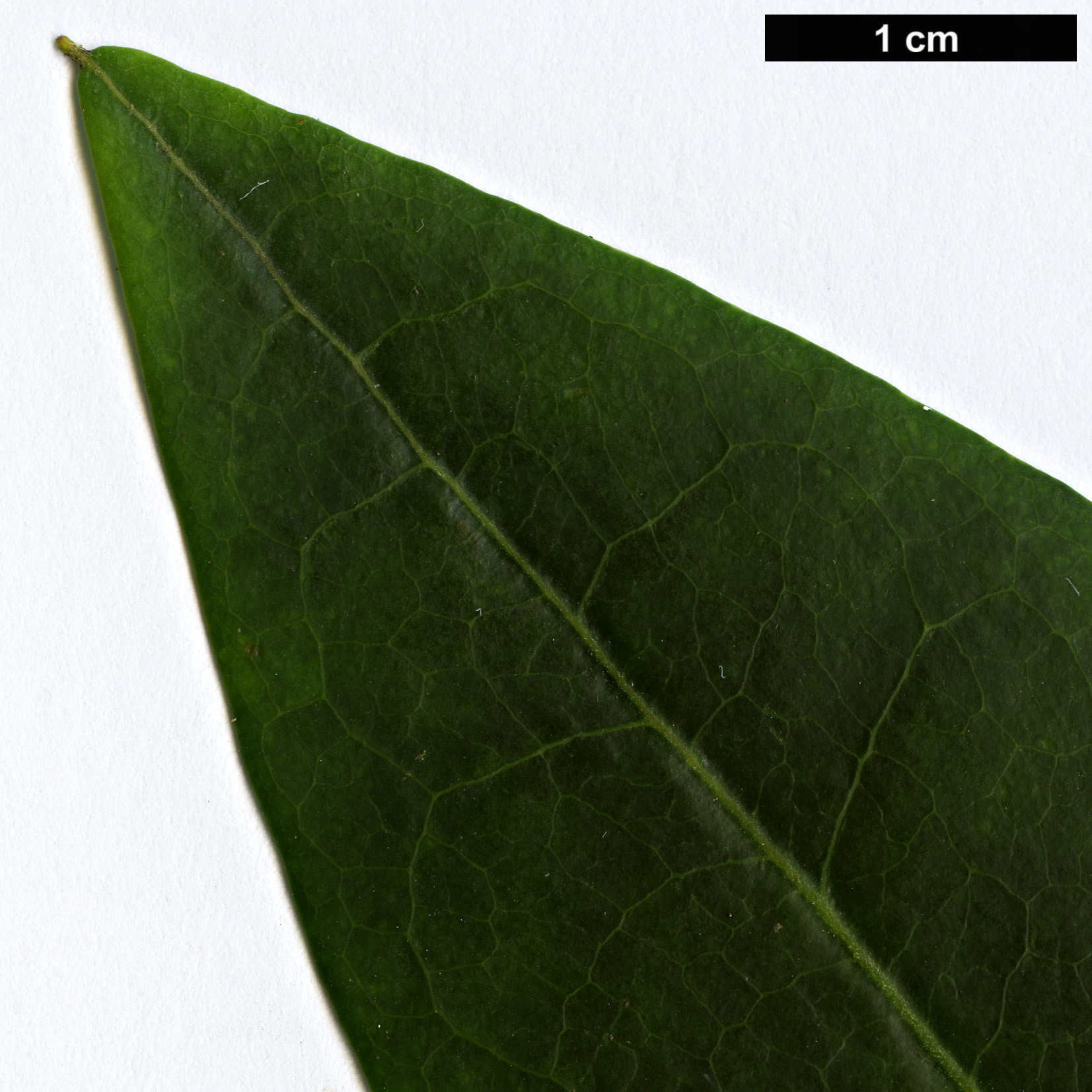 High resolution image: Family: Ericaceae - Genus: Rhododendron - Taxon: viallii