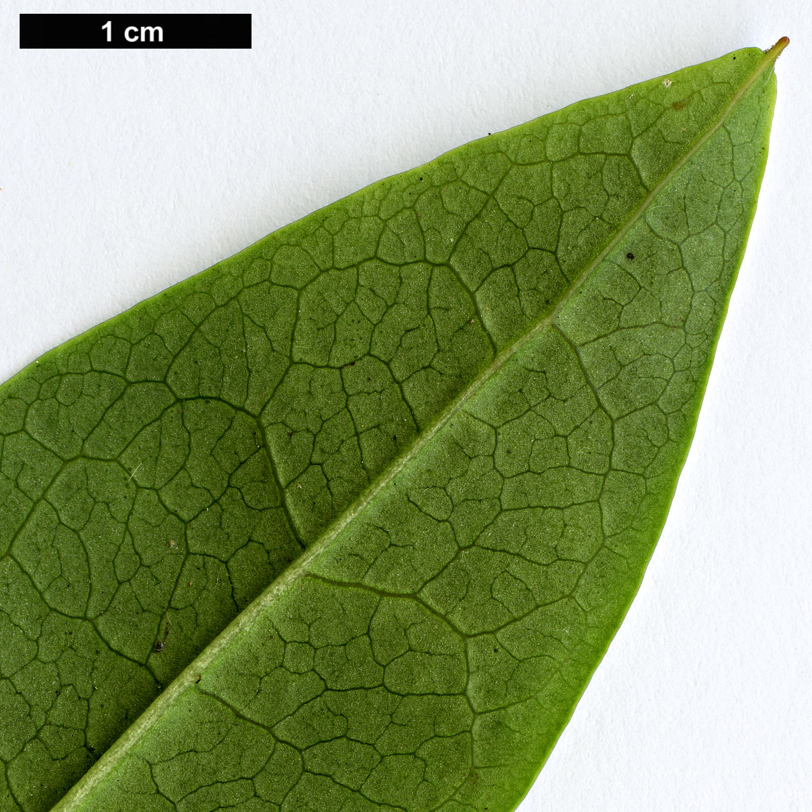 High resolution image: Family: Ericaceae - Genus: Rhododendron - Taxon: viallii
