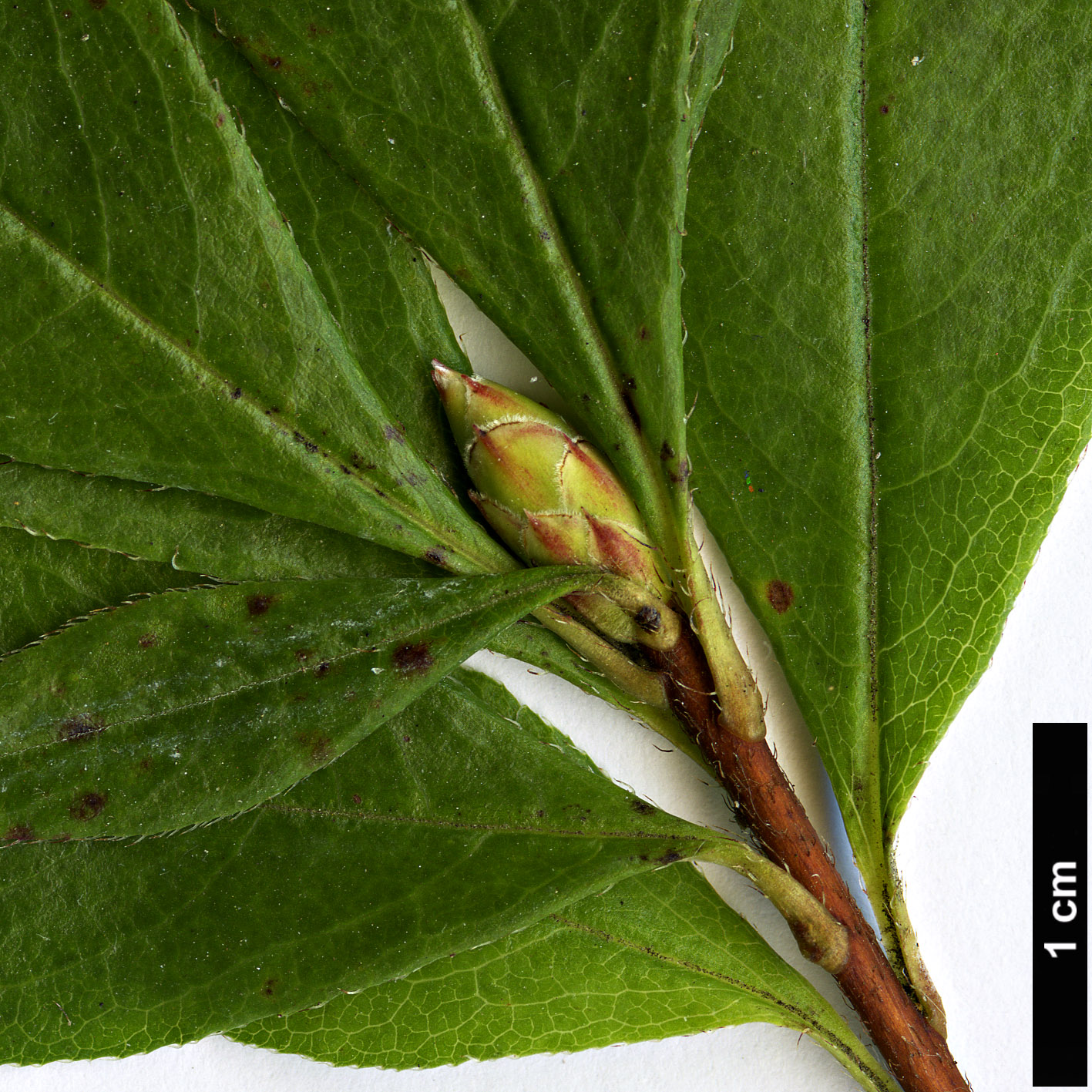 High resolution image: Family: Ericaceae - Genus: Rhododendron - Taxon: viscosum