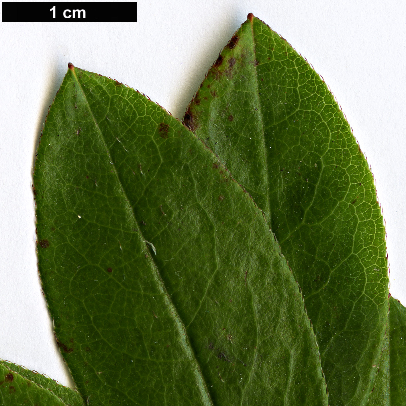 High resolution image: Family: Ericaceae - Genus: Rhododendron - Taxon: viscosum