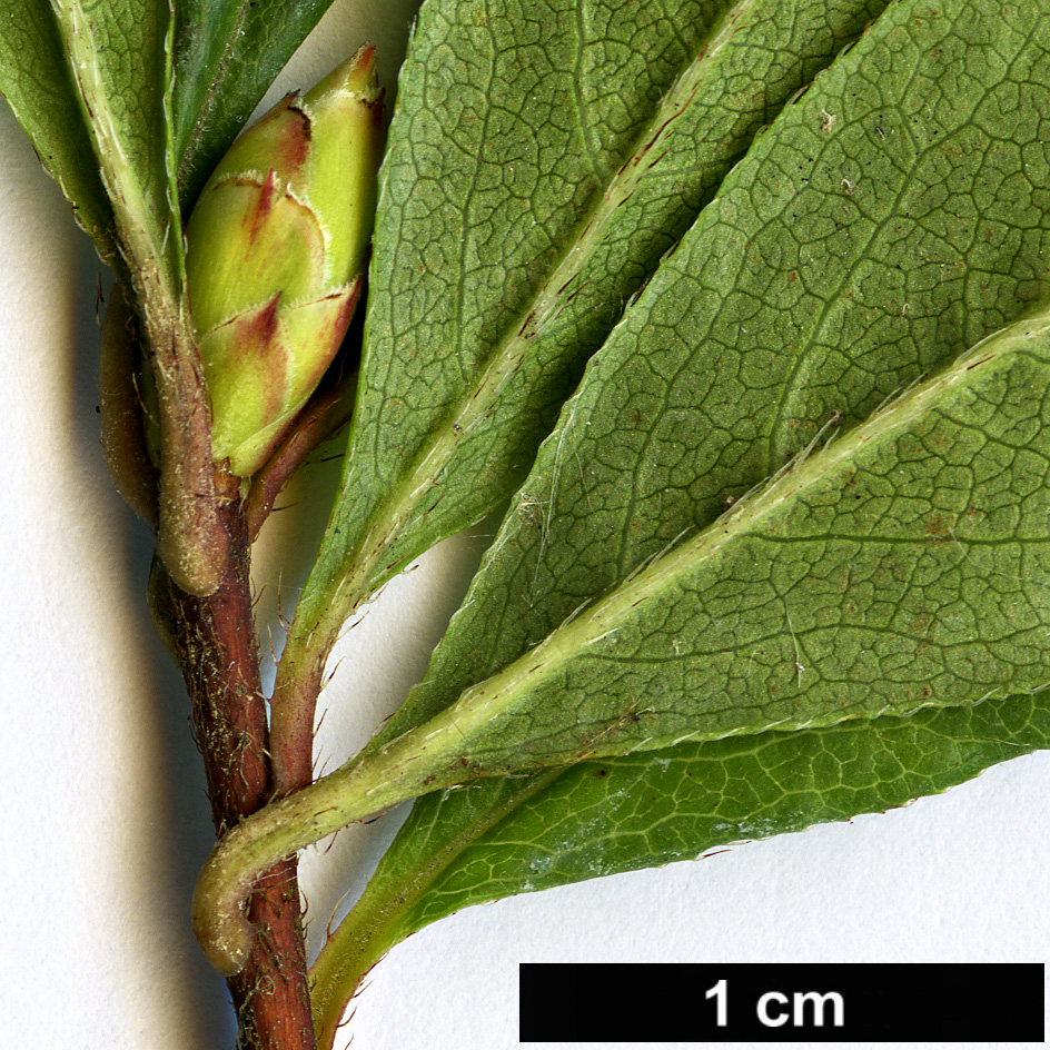 High resolution image: Family: Ericaceae - Genus: Rhododendron - Taxon: viscosum