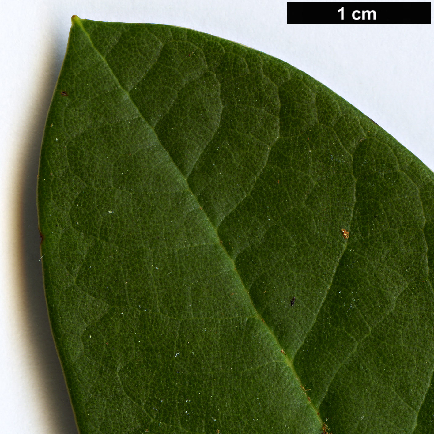 High resolution image: Family: Ericaceae - Genus: Rhododendron - Taxon: wasonii