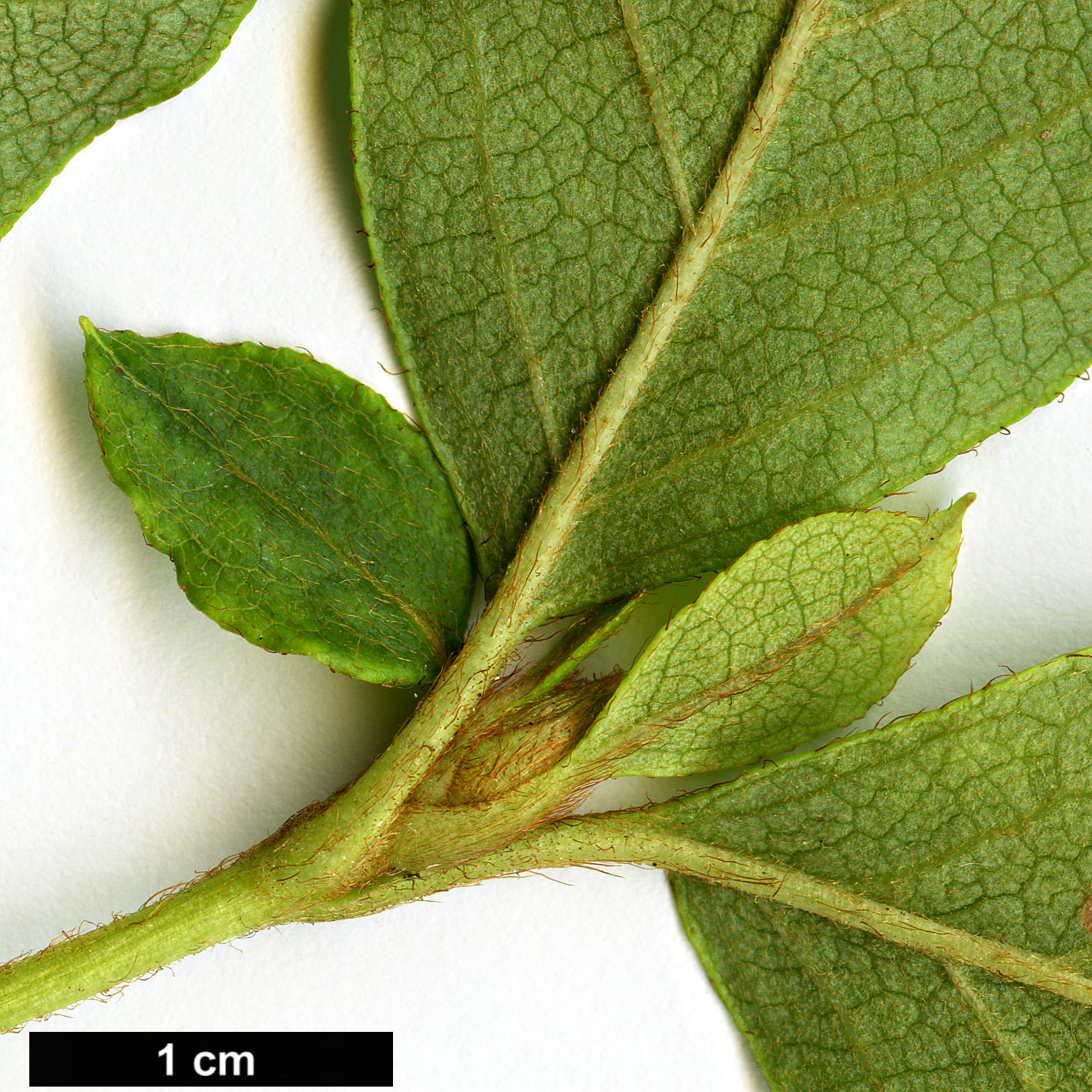 High resolution image: Family: Ericaceae - Genus: Rhododendron - Taxon: weyrichii