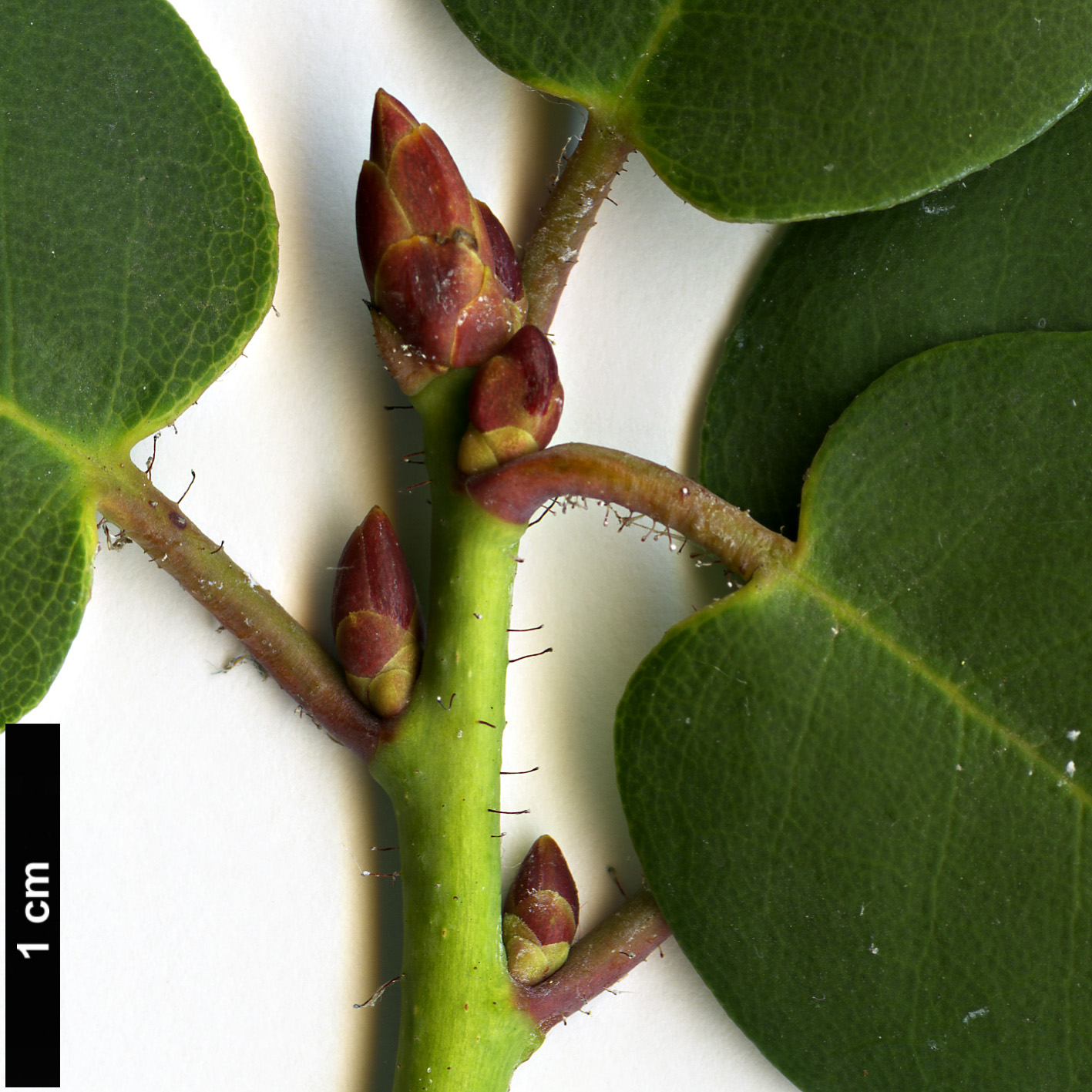 High resolution image: Family: Ericaceae - Genus: Rhododendron - Taxon: williamsianum