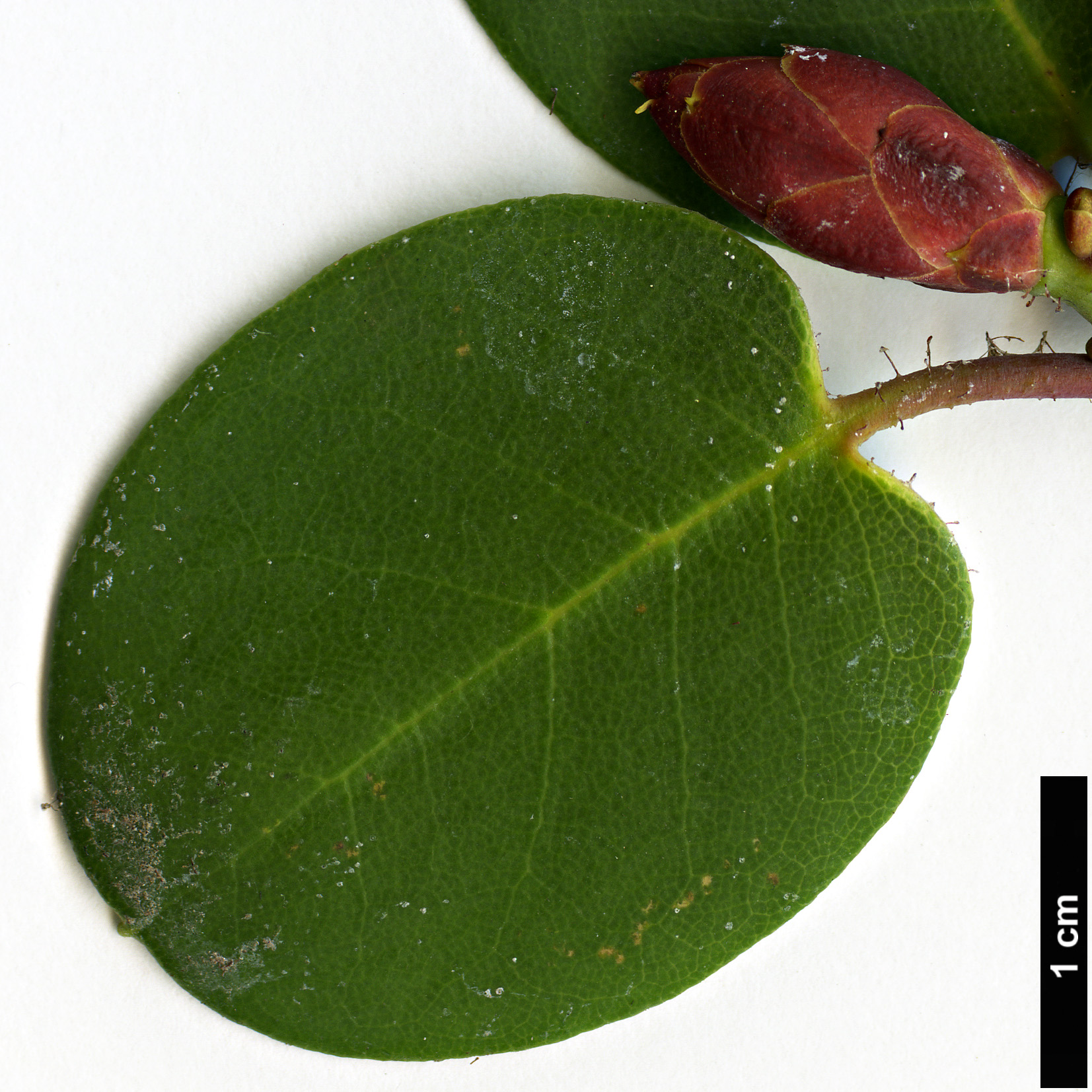 High resolution image: Family: Ericaceae - Genus: Rhododendron - Taxon: williamsianum