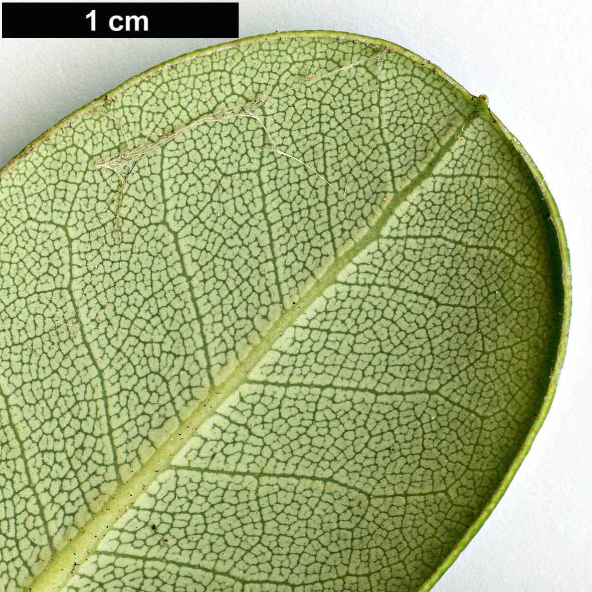 High resolution image: Family: Ericaceae - Genus: Rhododendron - Taxon: williamsianum