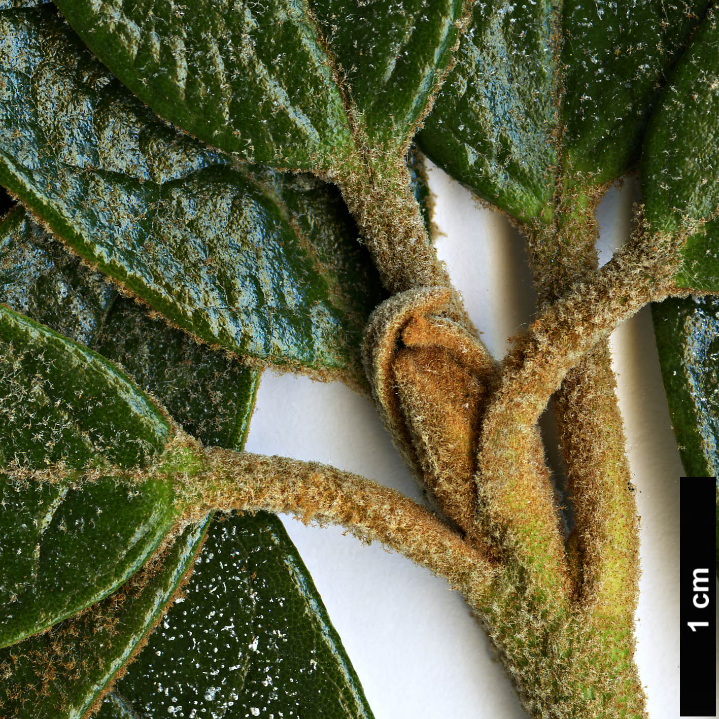 High resolution image: Family: Ericaceae - Genus: Rhododendron - Taxon: wiltonii