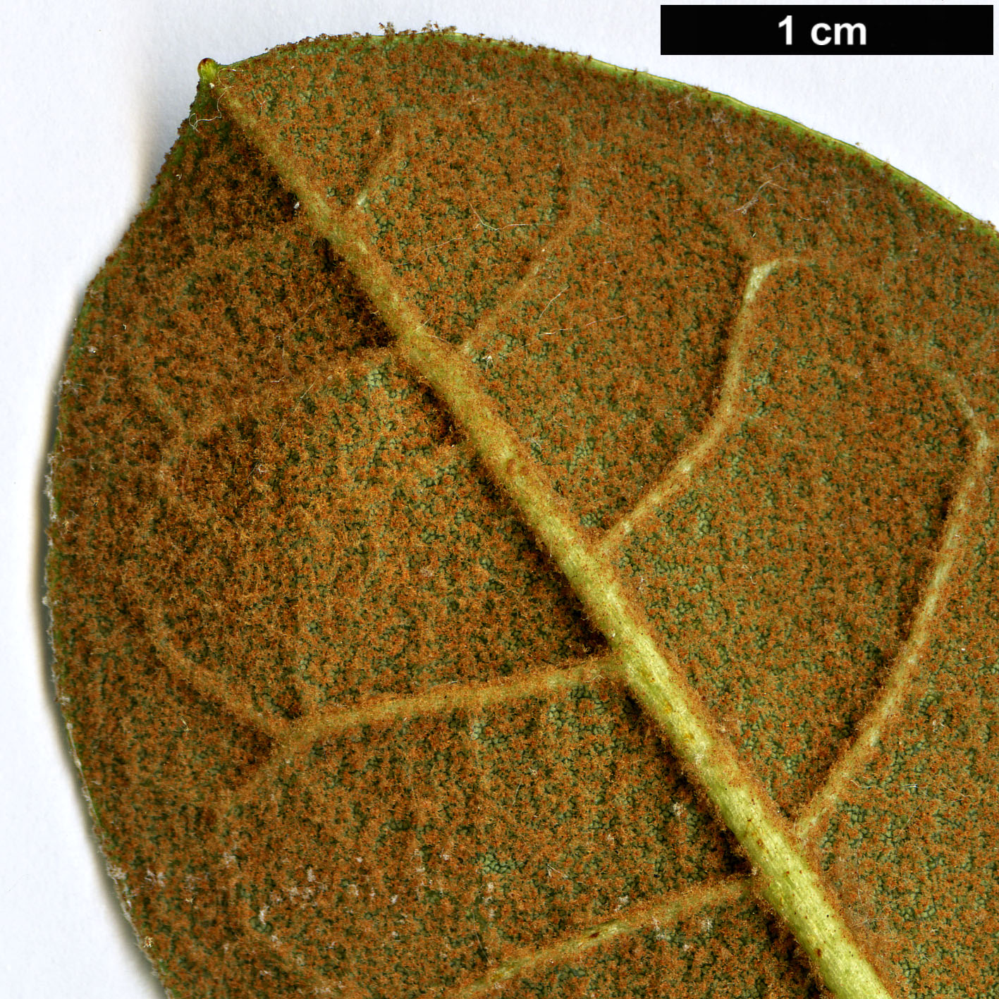 High resolution image: Family: Ericaceae - Genus: Rhododendron - Taxon: wiltonii