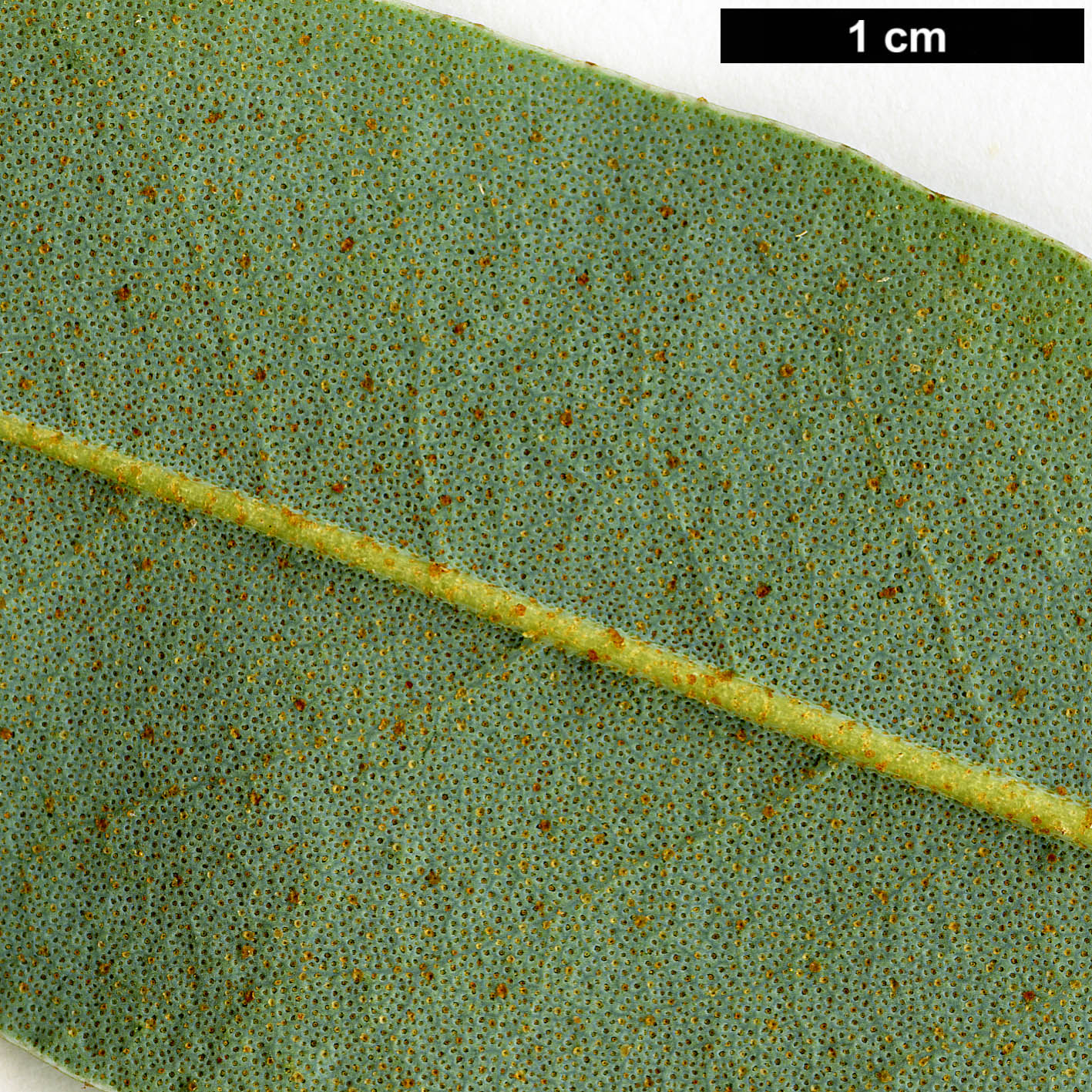 High resolution image: Family: Ericaceae - Genus: Rhododendron - Taxon: xanthostephanum