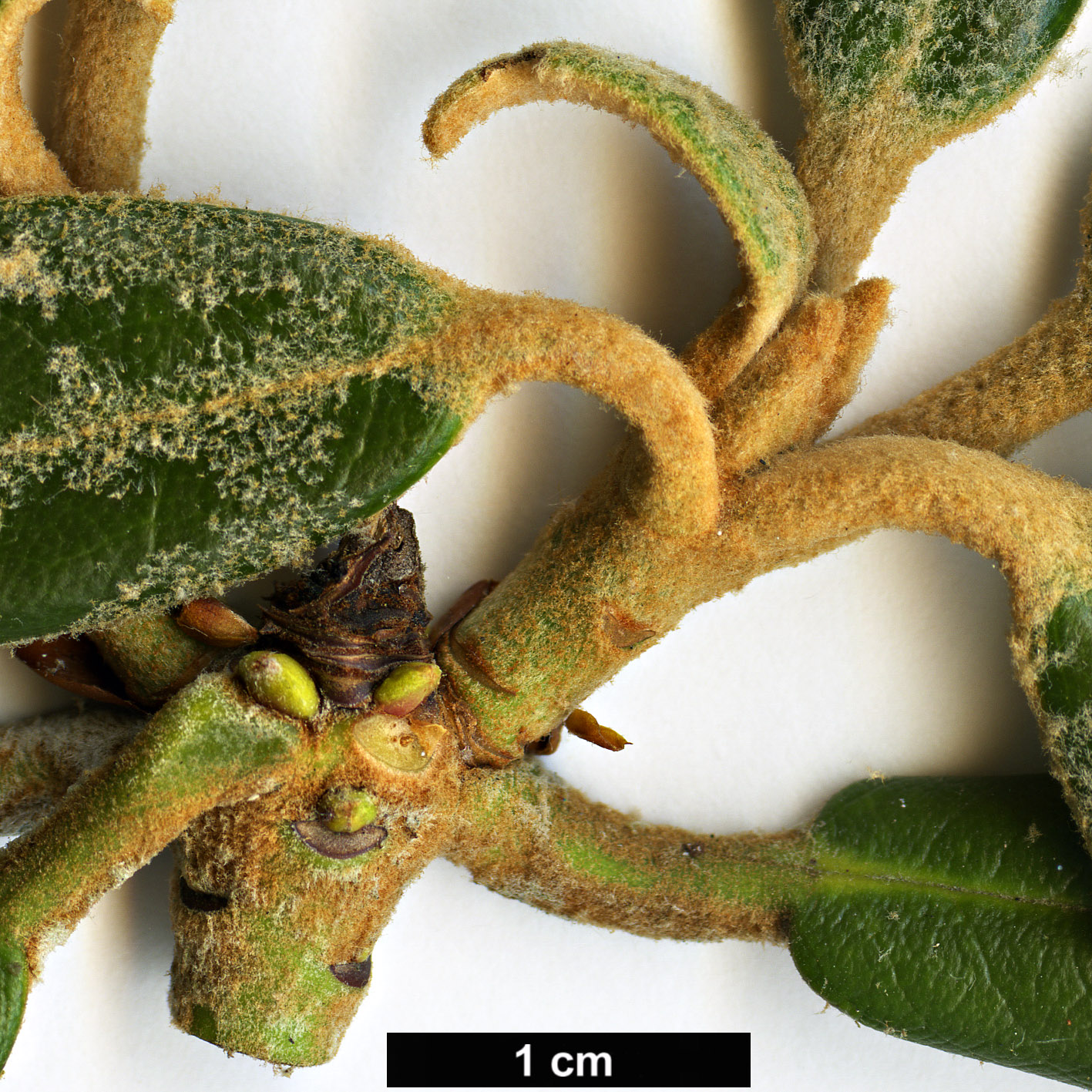 High resolution image: Family: Ericaceae - Genus: Rhododendron - Taxon: yakushimanum