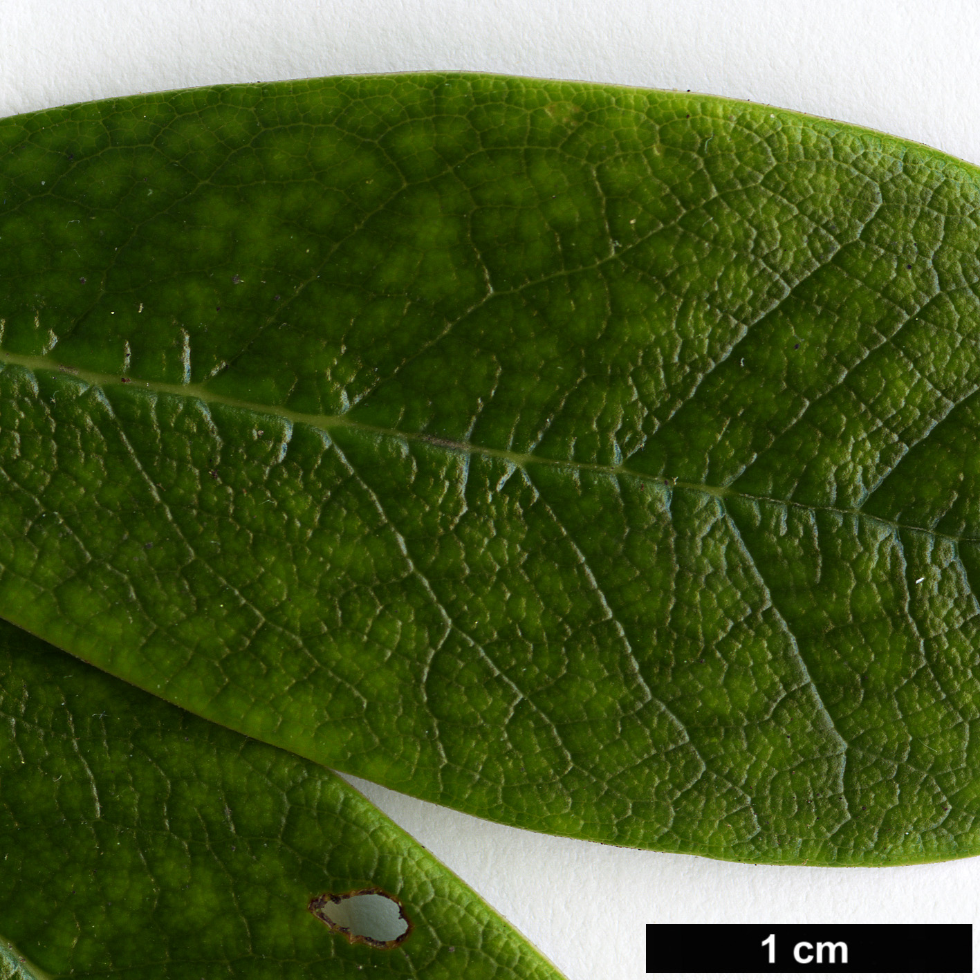 High resolution image: Family: Ericaceae - Genus: Rhododendron - Taxon: yaoshanense