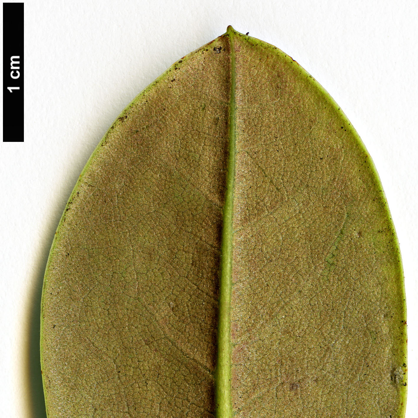 High resolution image: Family: Ericaceae - Genus: Rhododendron - Taxon: yaoshanense