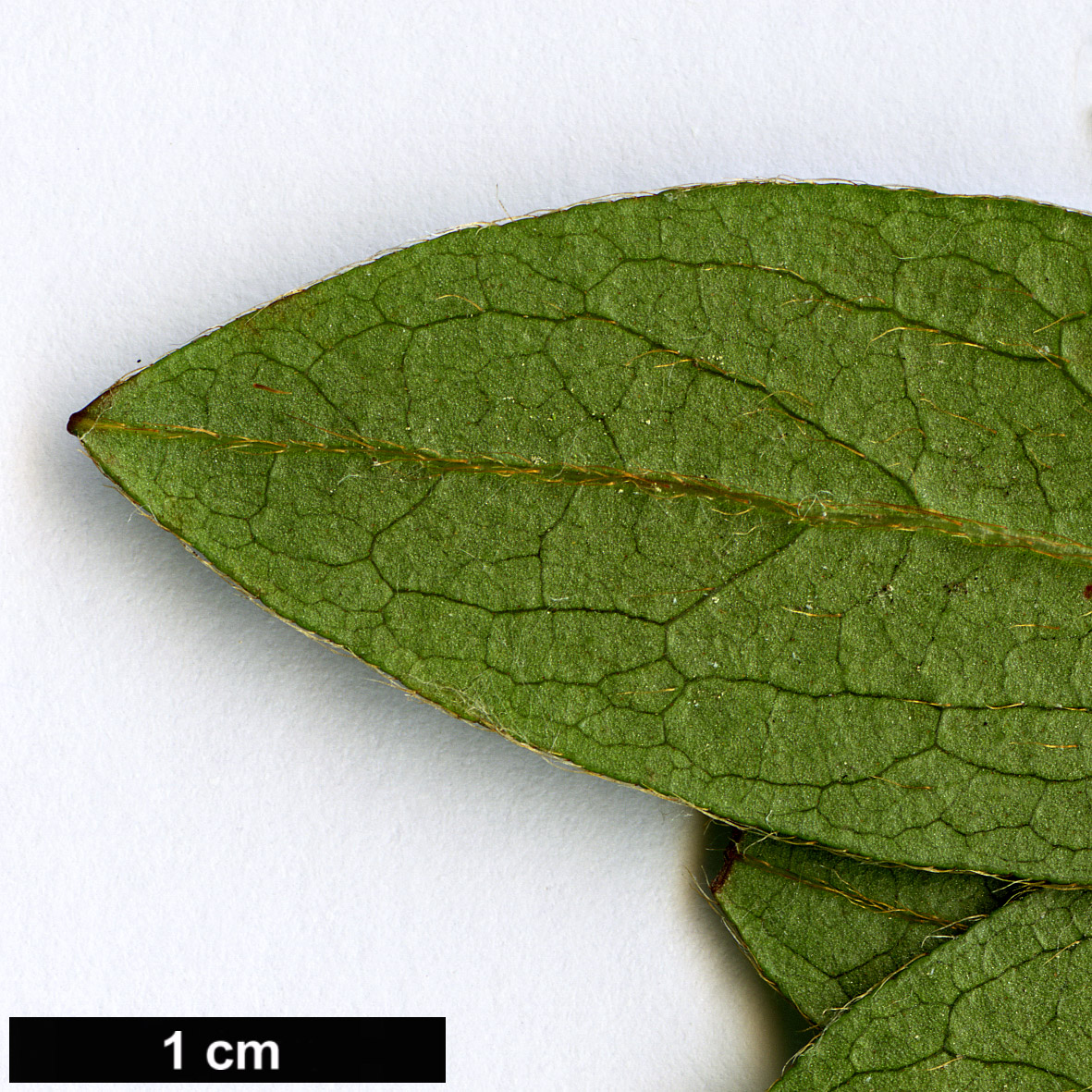 High resolution image: Family: Ericaceae - Genus: Rhododendron - Taxon: yedoense