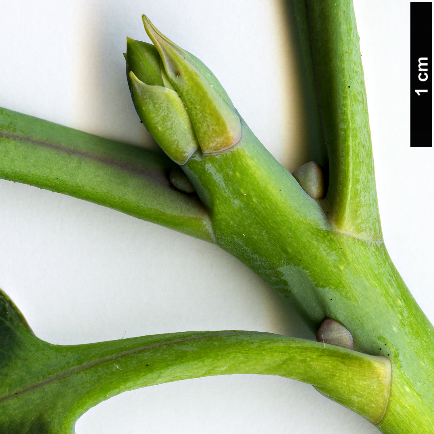 High resolution image: Family: Ericaceae - Genus: Rhododendron - Taxon: yuefengense