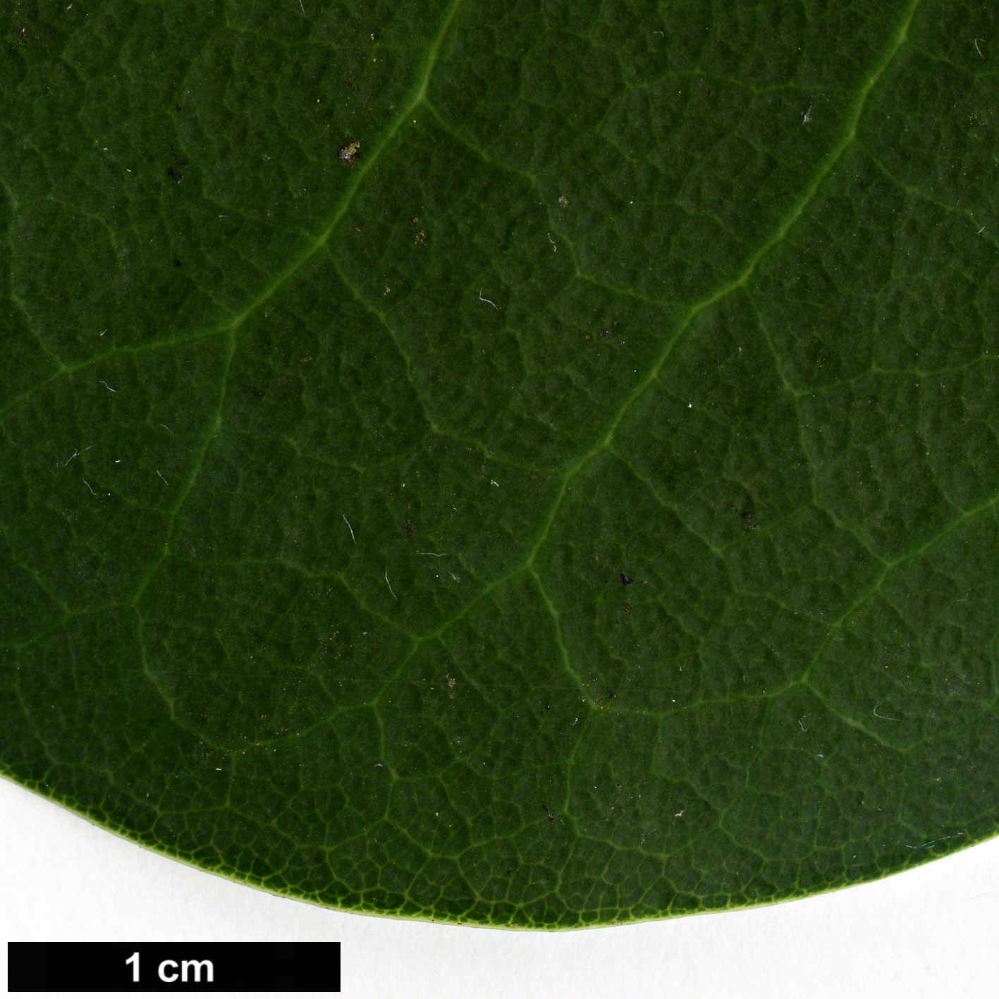 High resolution image: Family: Ericaceae - Genus: Rhododendron - Taxon: yuefengense