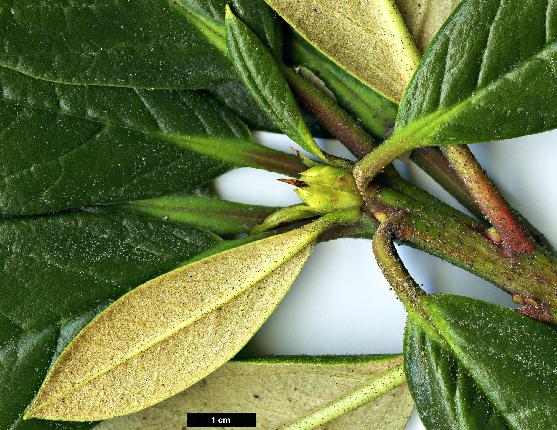 High resolution image: Family: Ericaceae - Genus: Rhododendron - Taxon: zeylanicum
