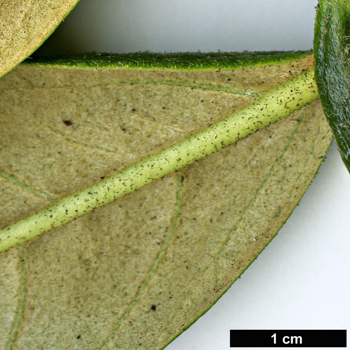 High resolution image: Family: Ericaceae - Genus: Rhododendron - Taxon: zeylanicum