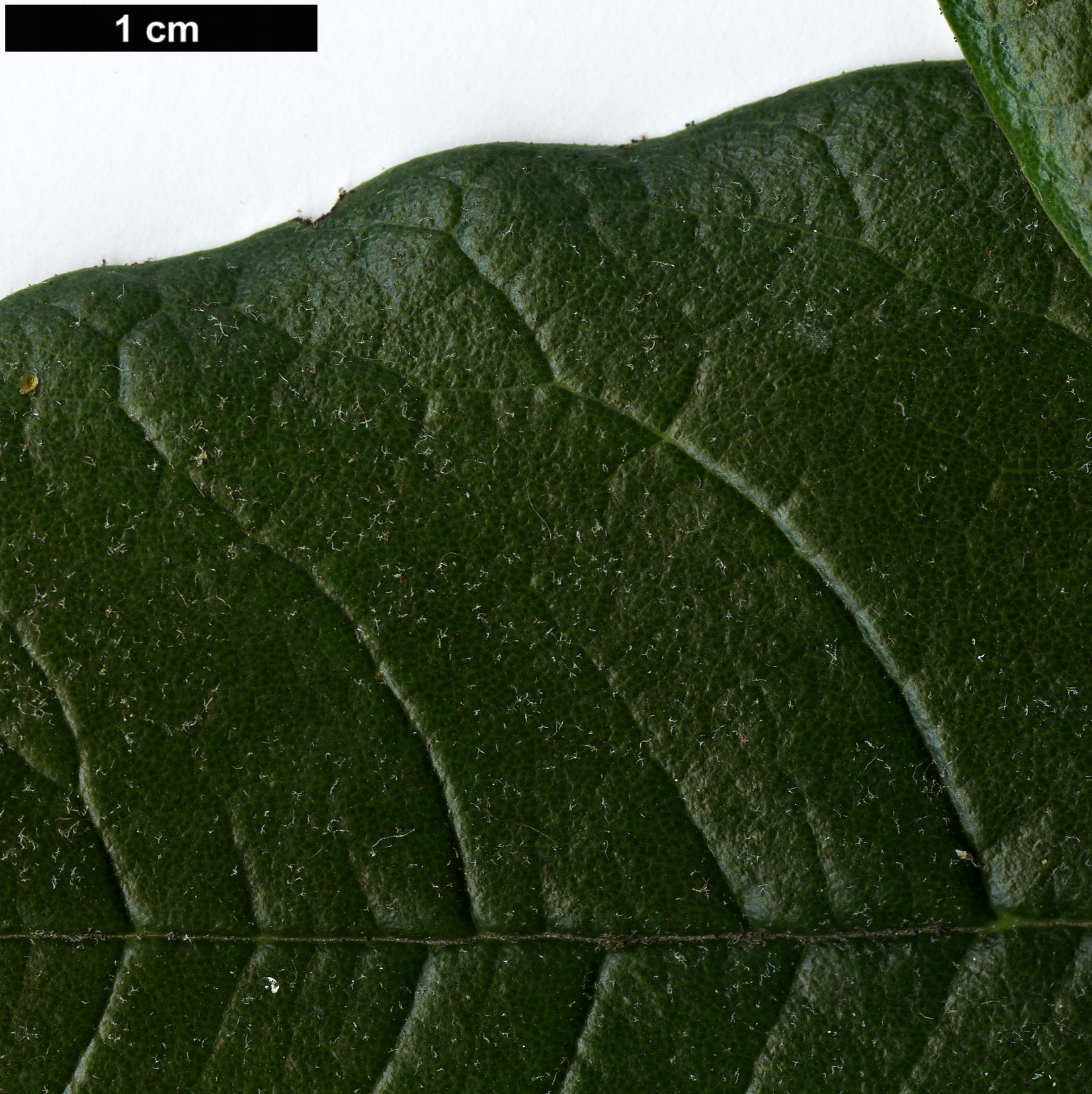 High resolution image: Family: Ericaceae - Genus: Rhododendron - Taxon: zeylanicum