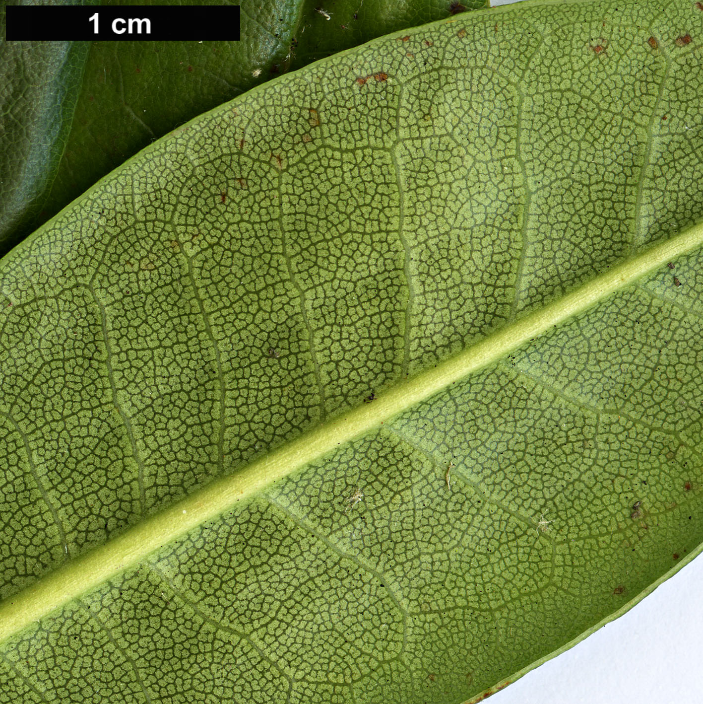 High resolution image: Family: Ericaceae - Genus: Rhododendron - Taxon: ziyuanense