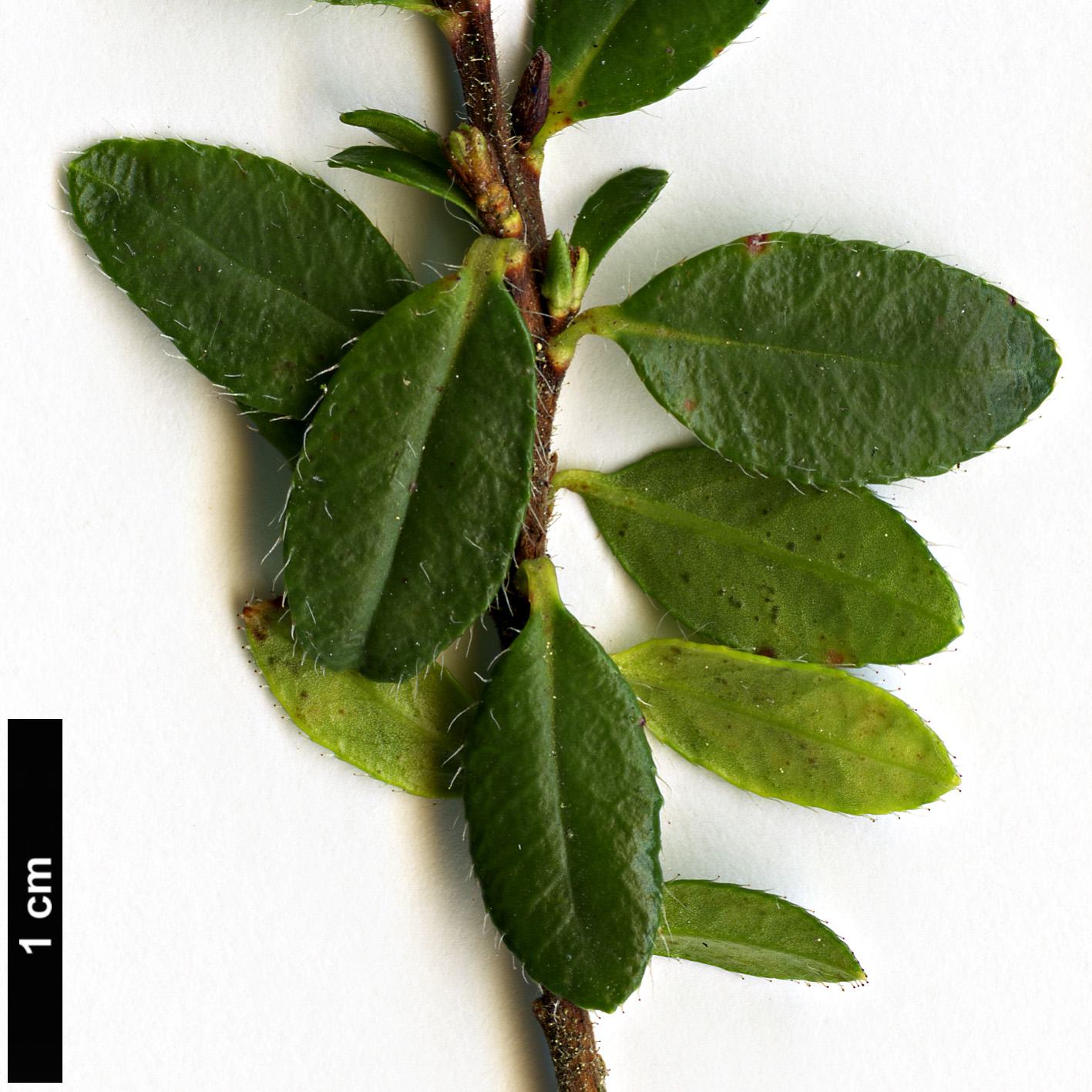 High resolution image: Family: Ericaceae - Genus: Rhodothamnus - Taxon: chamaecistus