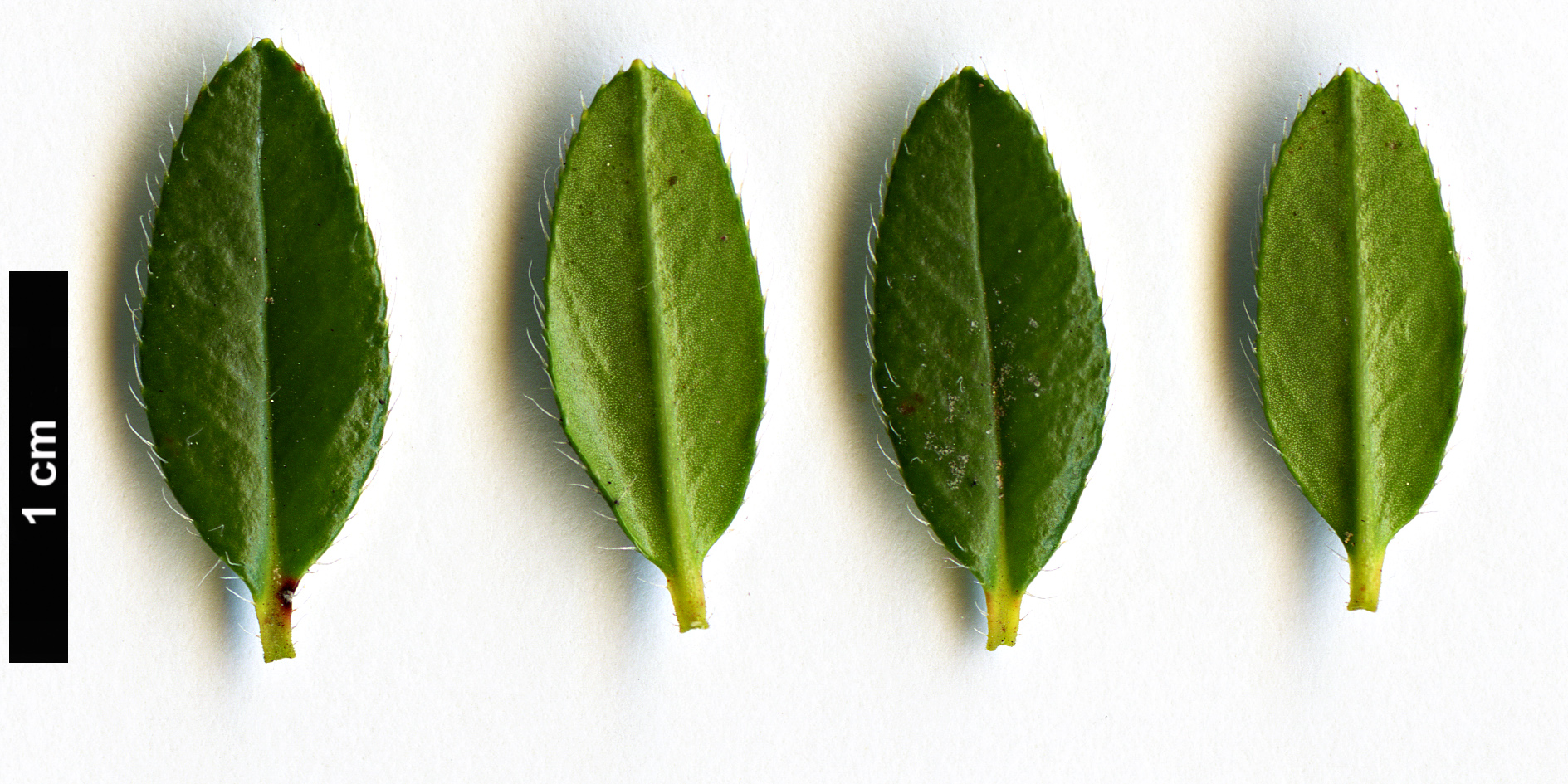 High resolution image: Family: Ericaceae - Genus: Rhodothamnus - Taxon: chamaecistus