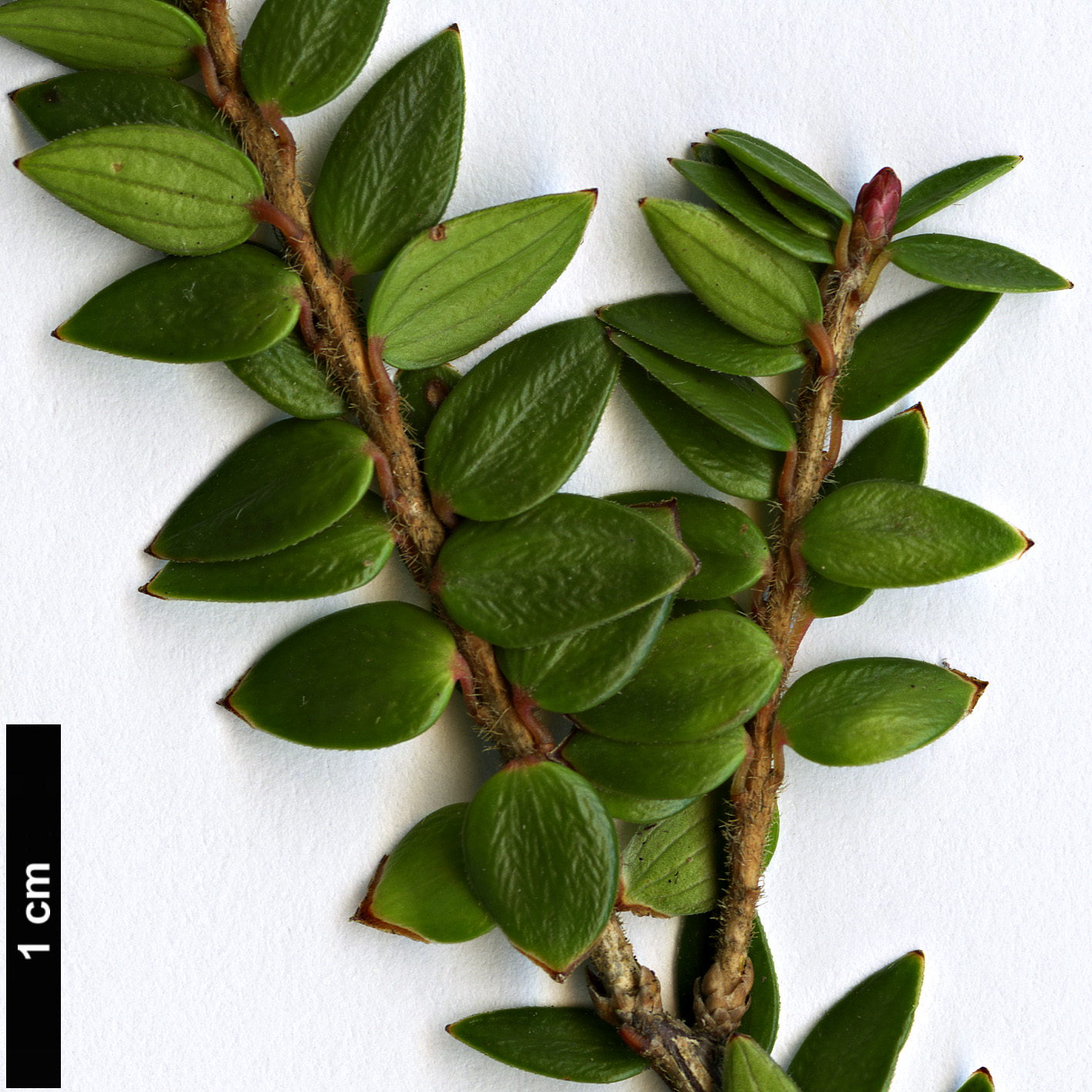 High resolution image: Family: Ericaceae - Genus: Trochocarpa - Taxon: cunninghammi
