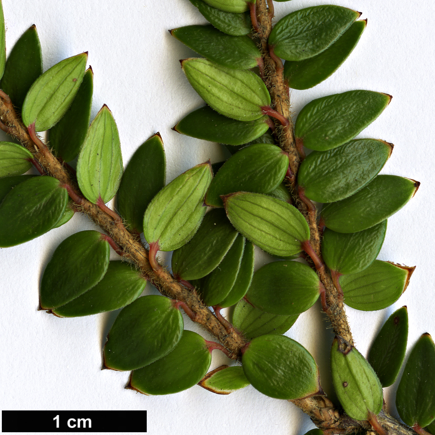 High resolution image: Family: Ericaceae - Genus: Trochocarpa - Taxon: cunninghammi