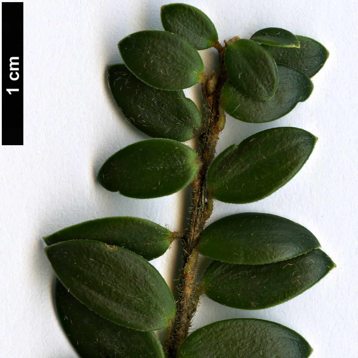 High resolution image: Family: Ericaceae - Genus: Trochocarpa - Taxon: gunnii