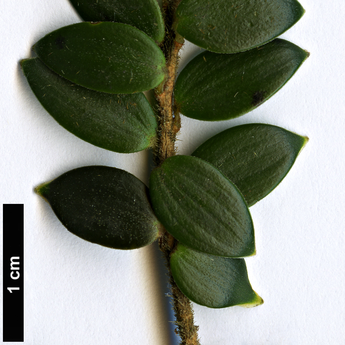 High resolution image: Family: Ericaceae - Genus: Trochocarpa - Taxon: gunnii