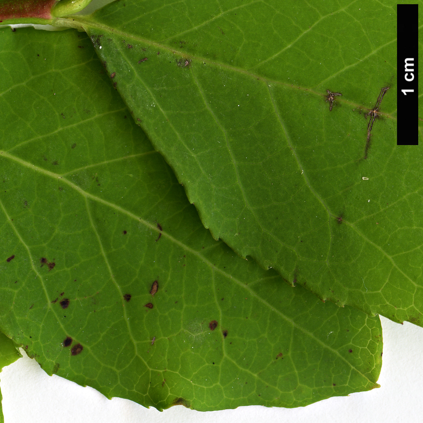 High resolution image: Family: Ericaceae - Genus: Vaccinium - Taxon: alaskaense