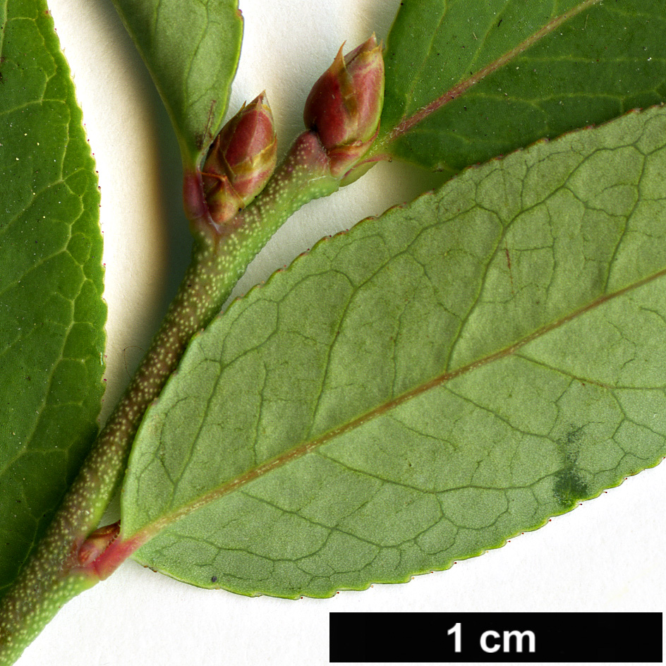 High resolution image: Family: Ericaceae - Genus: Vaccinium - Taxon: angustifolium