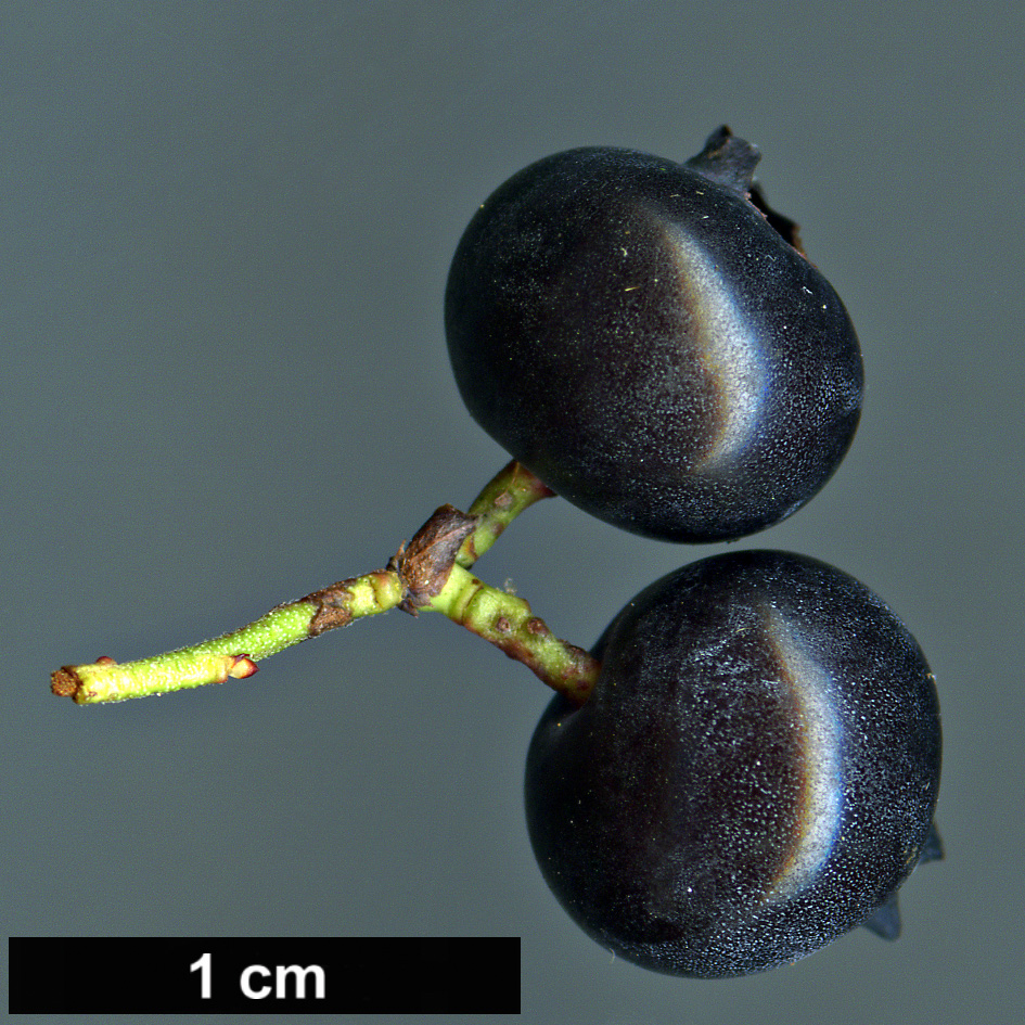 High resolution image: Family: Ericaceae - Genus: Vaccinium - Taxon: angustifolium