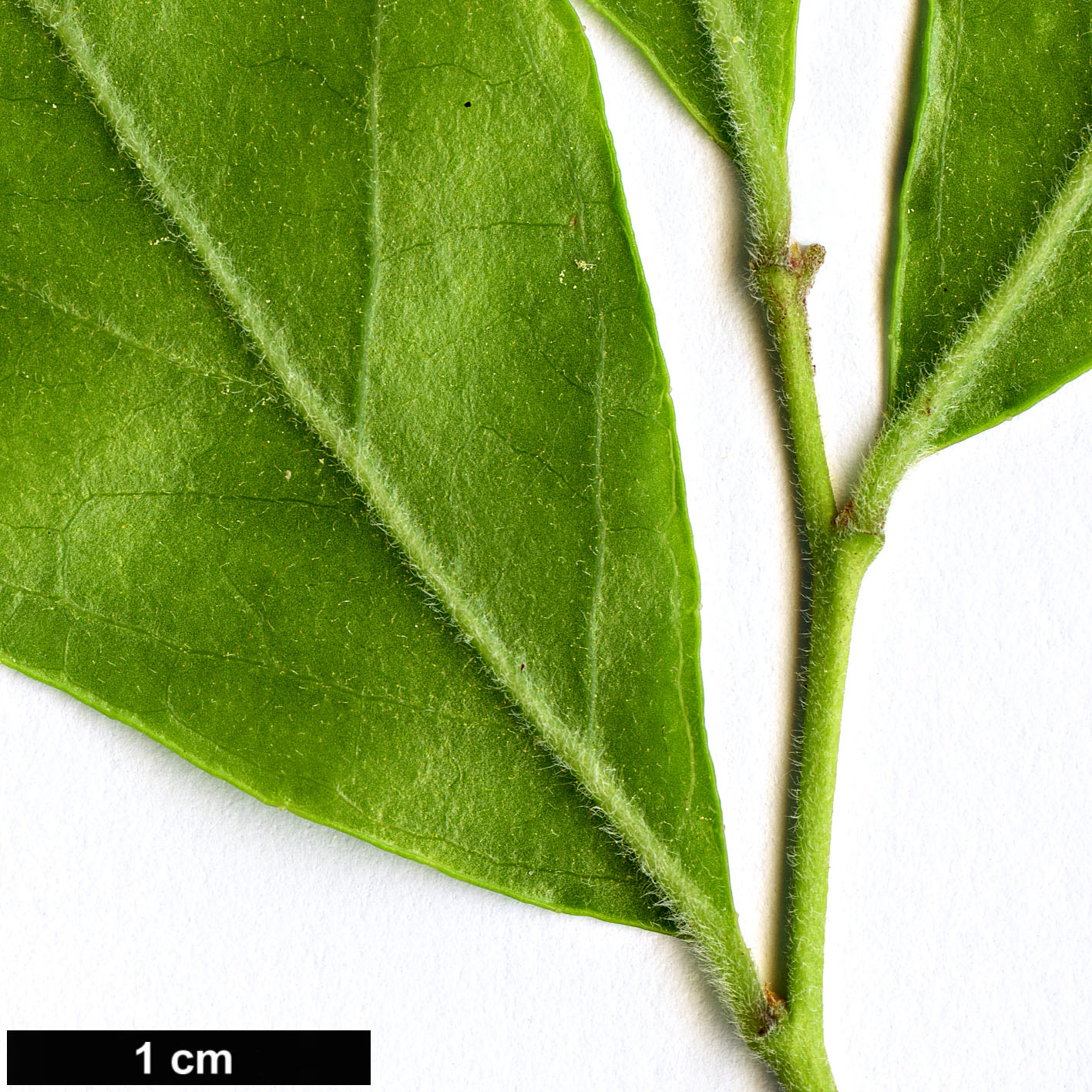 High resolution image: Family: Ericaceae - Genus: Vaccinium - Taxon: arboreum