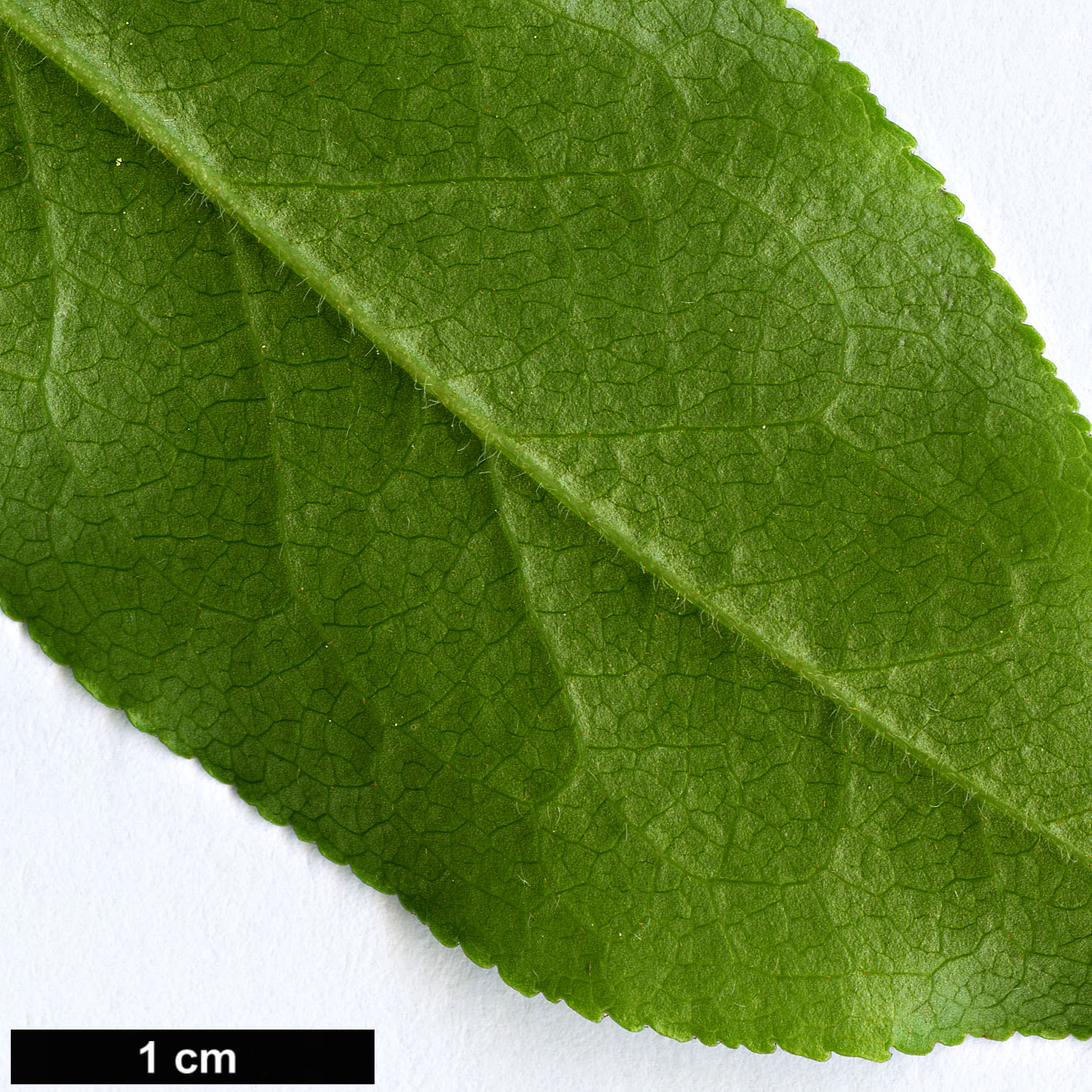 High resolution image: Family: Ericaceae - Genus: Vaccinium - Taxon: arctostaphylos