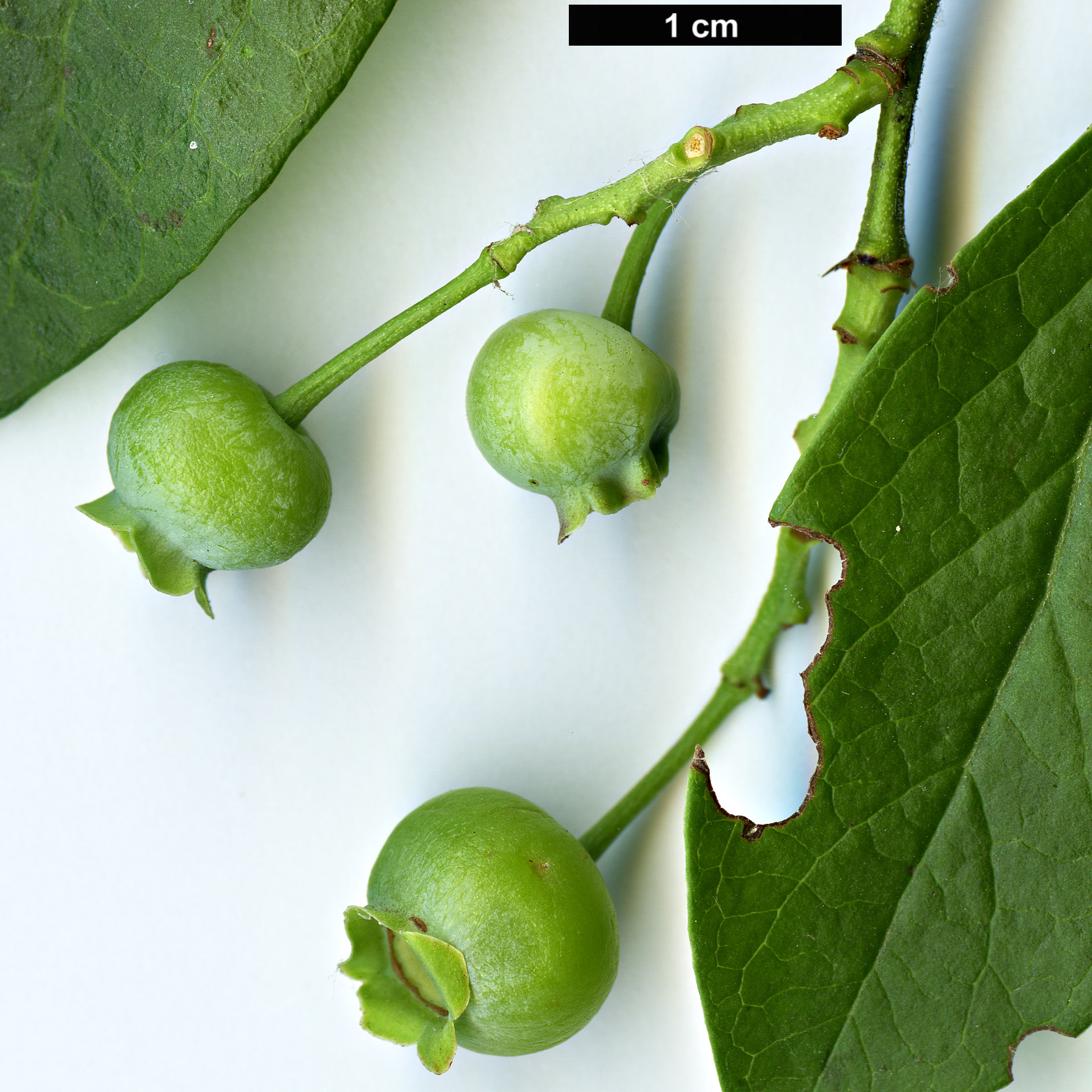 High resolution image: Family: Ericaceae - Genus: Vaccinium - Taxon: corymbosum