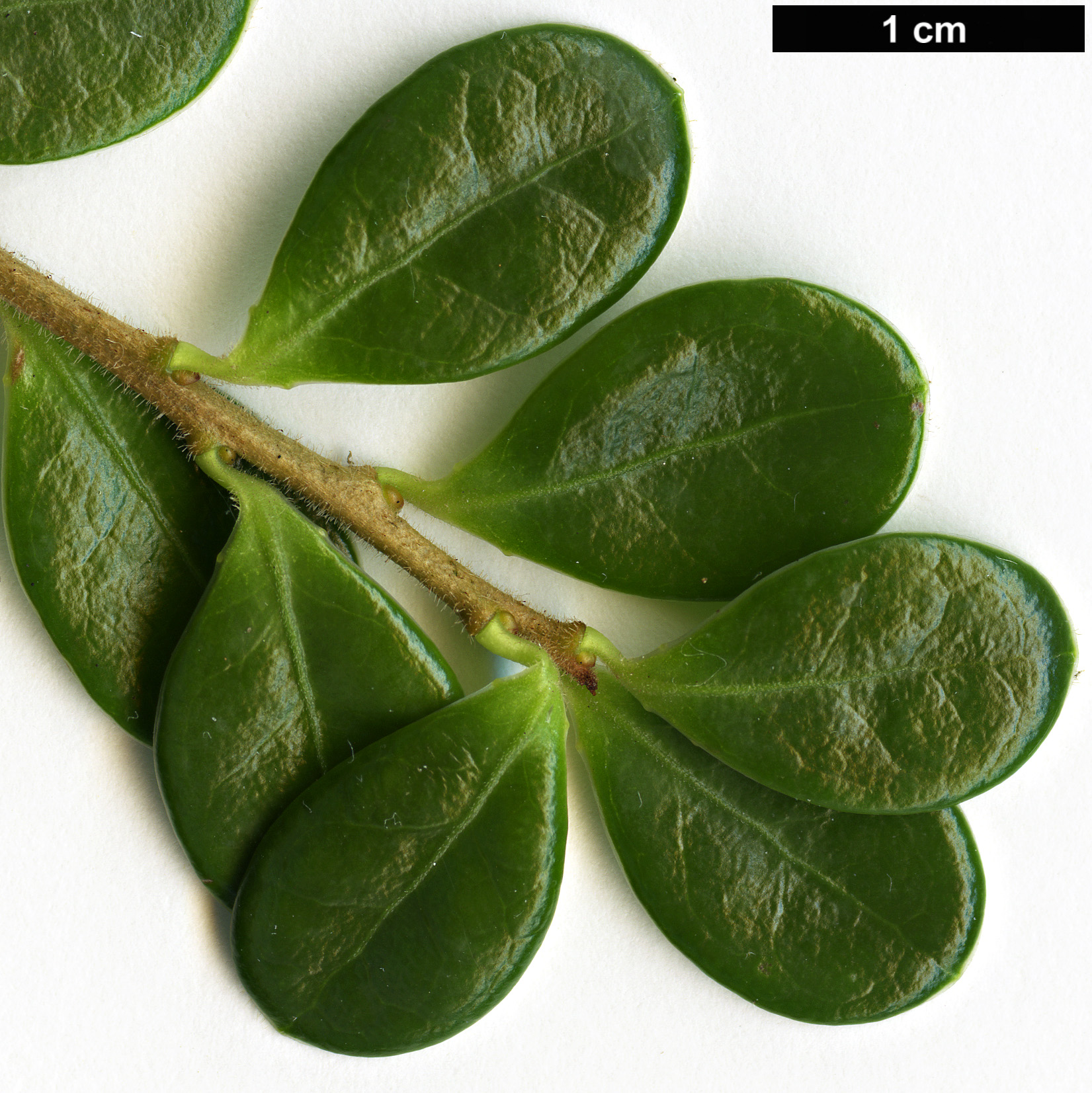 High resolution image: Family: Ericaceae - Genus: Vaccinium - Taxon: delavayi