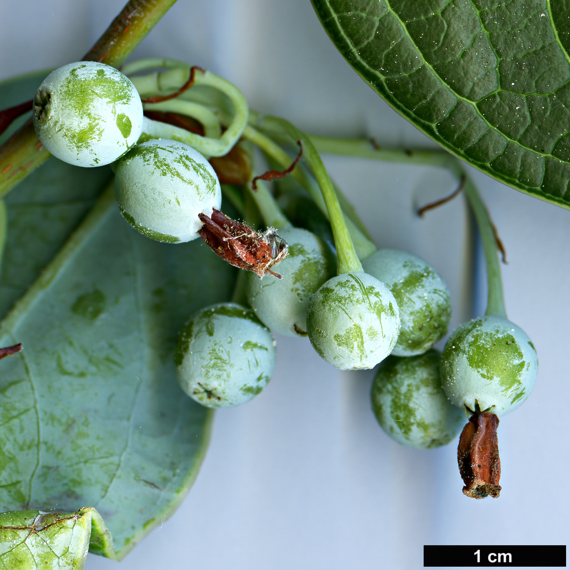 High resolution image: Family: Ericaceae - Genus: Vaccinium - Taxon: gaultheriifolium