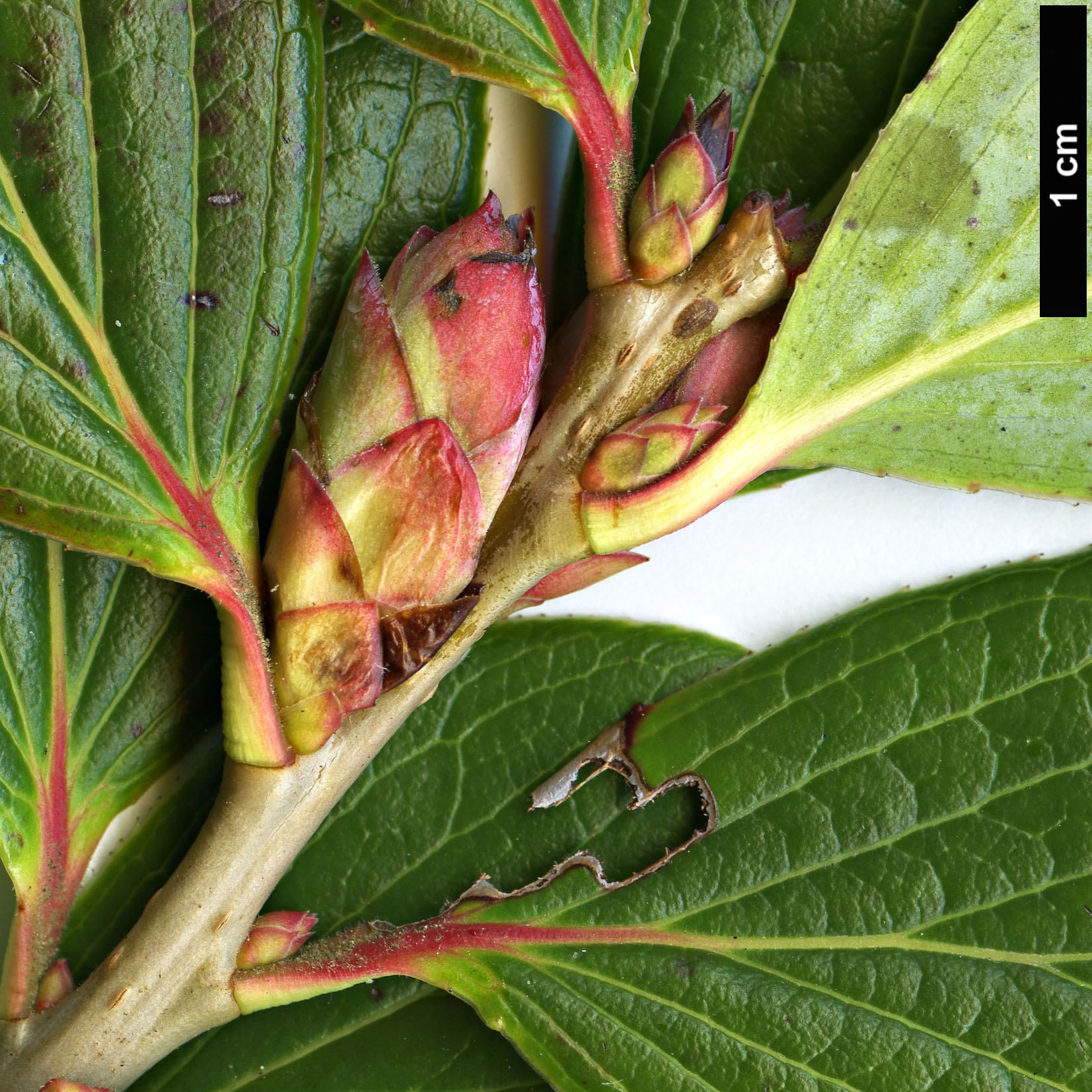 High resolution image: Family: Ericaceae - Genus: Vaccinium - Taxon: glaucoalbum