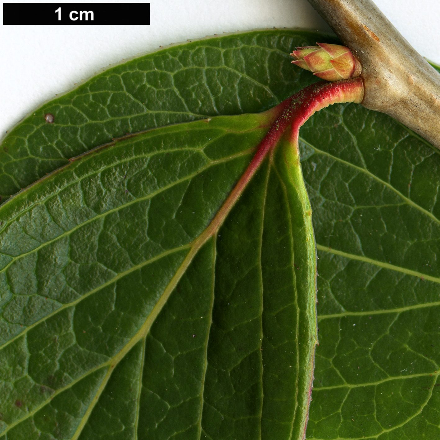 High resolution image: Family: Ericaceae - Genus: Vaccinium - Taxon: glaucoalbum