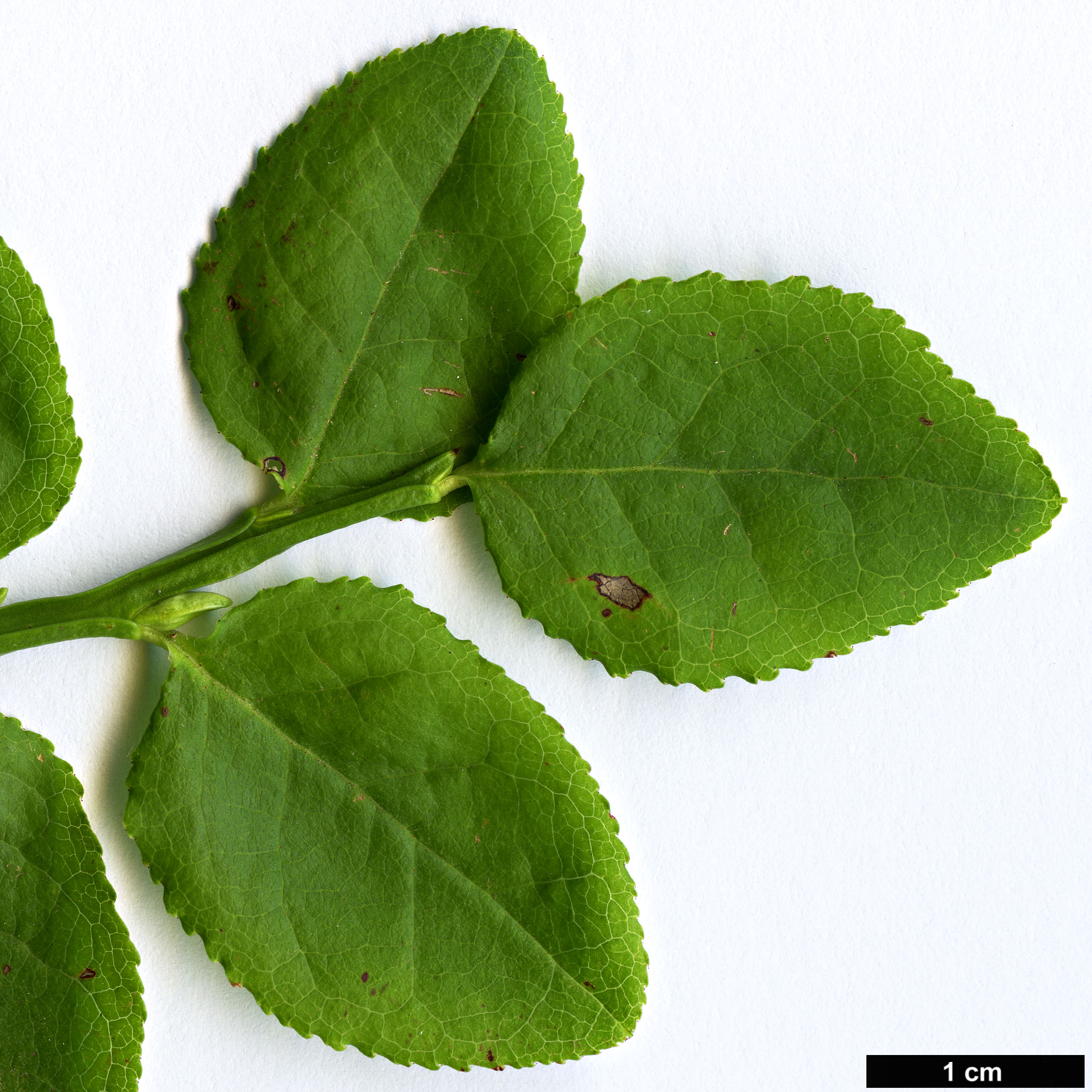 High resolution image: Family: Ericaceae - Genus: Vaccinium - Taxon: myrtillus