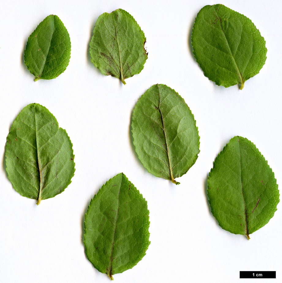 High resolution image: Family: Ericaceae - Genus: Vaccinium - Taxon: myrtillus