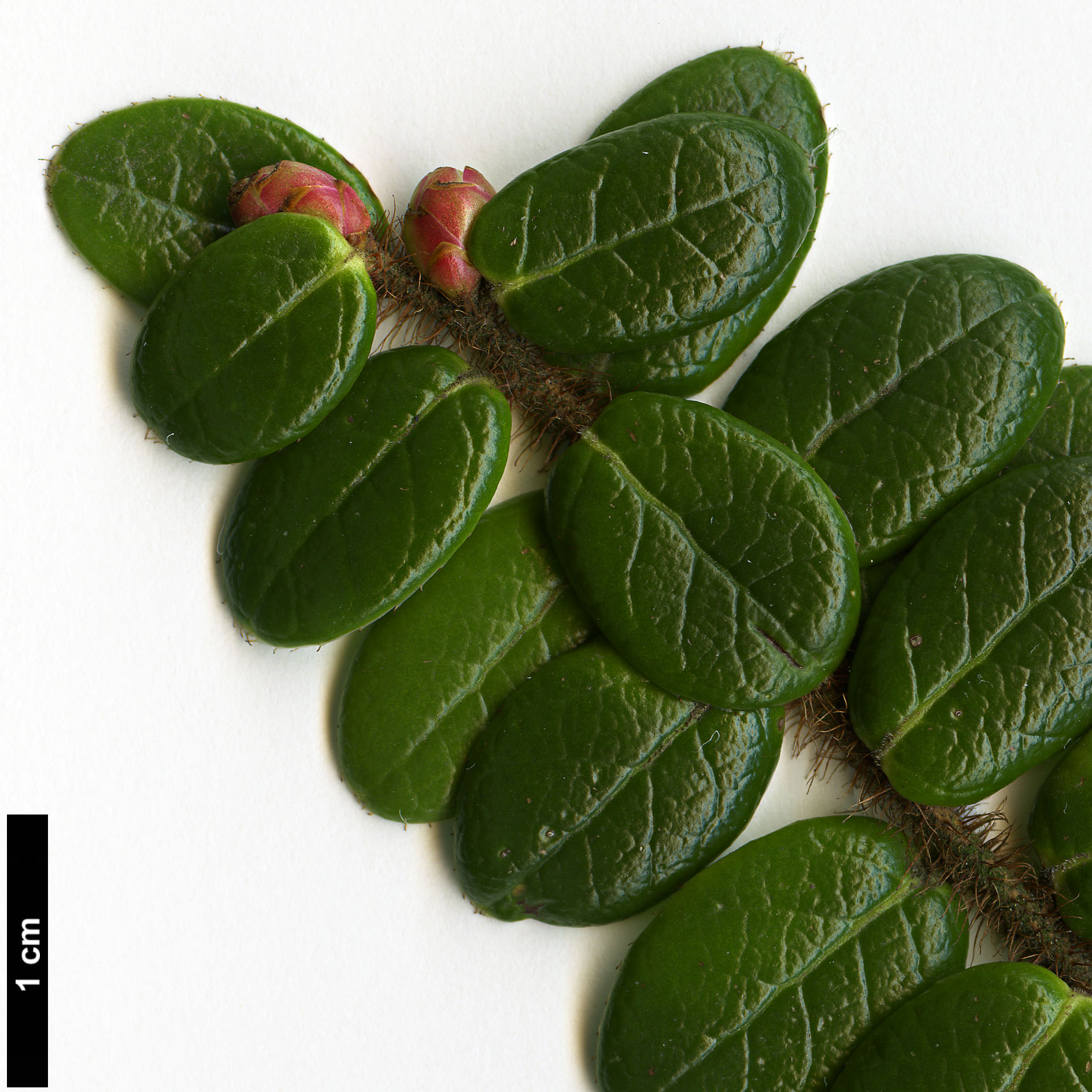 High resolution image: Family: Ericaceae - Genus: Vaccinium - Taxon: nummularia