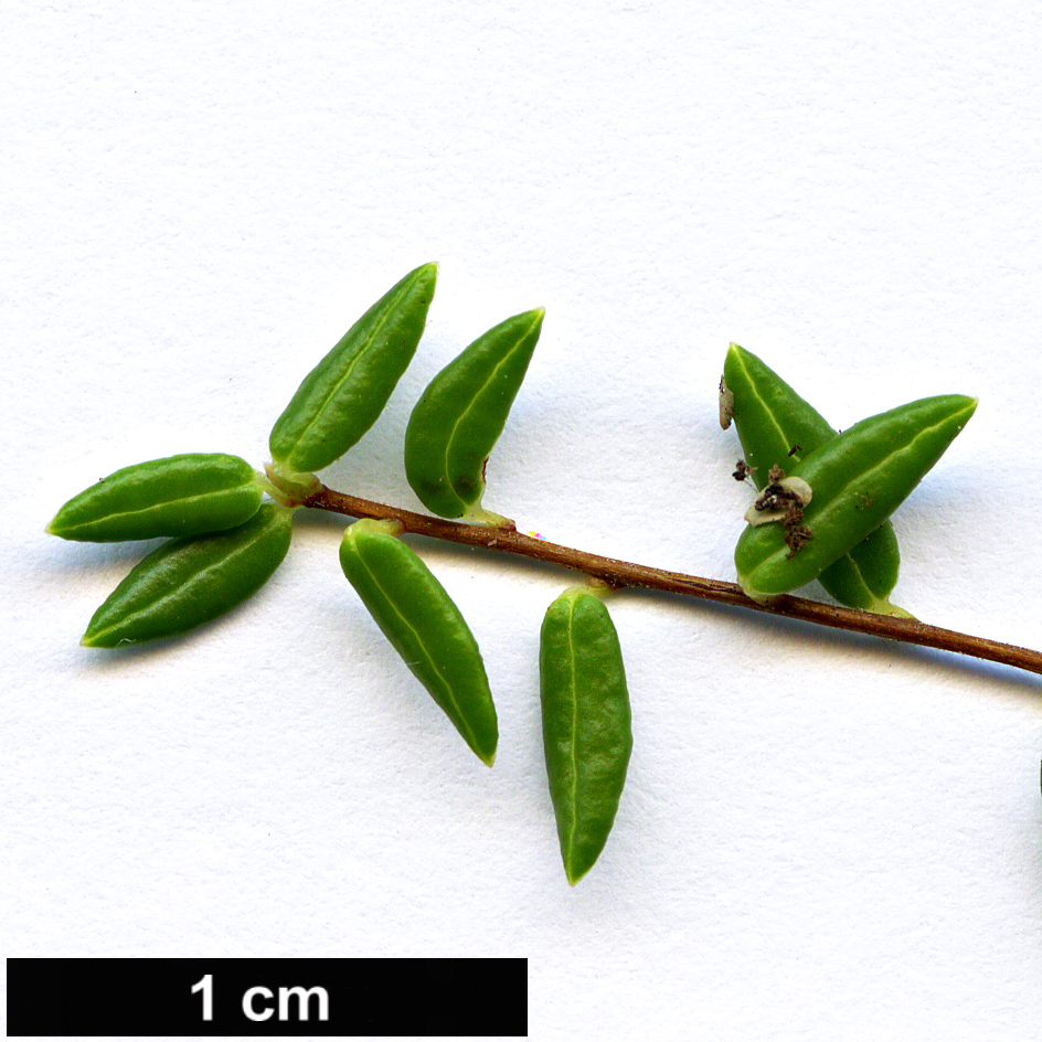 High resolution image: Family: Ericaceae - Genus: Vaccinium - Taxon: oxycoccos